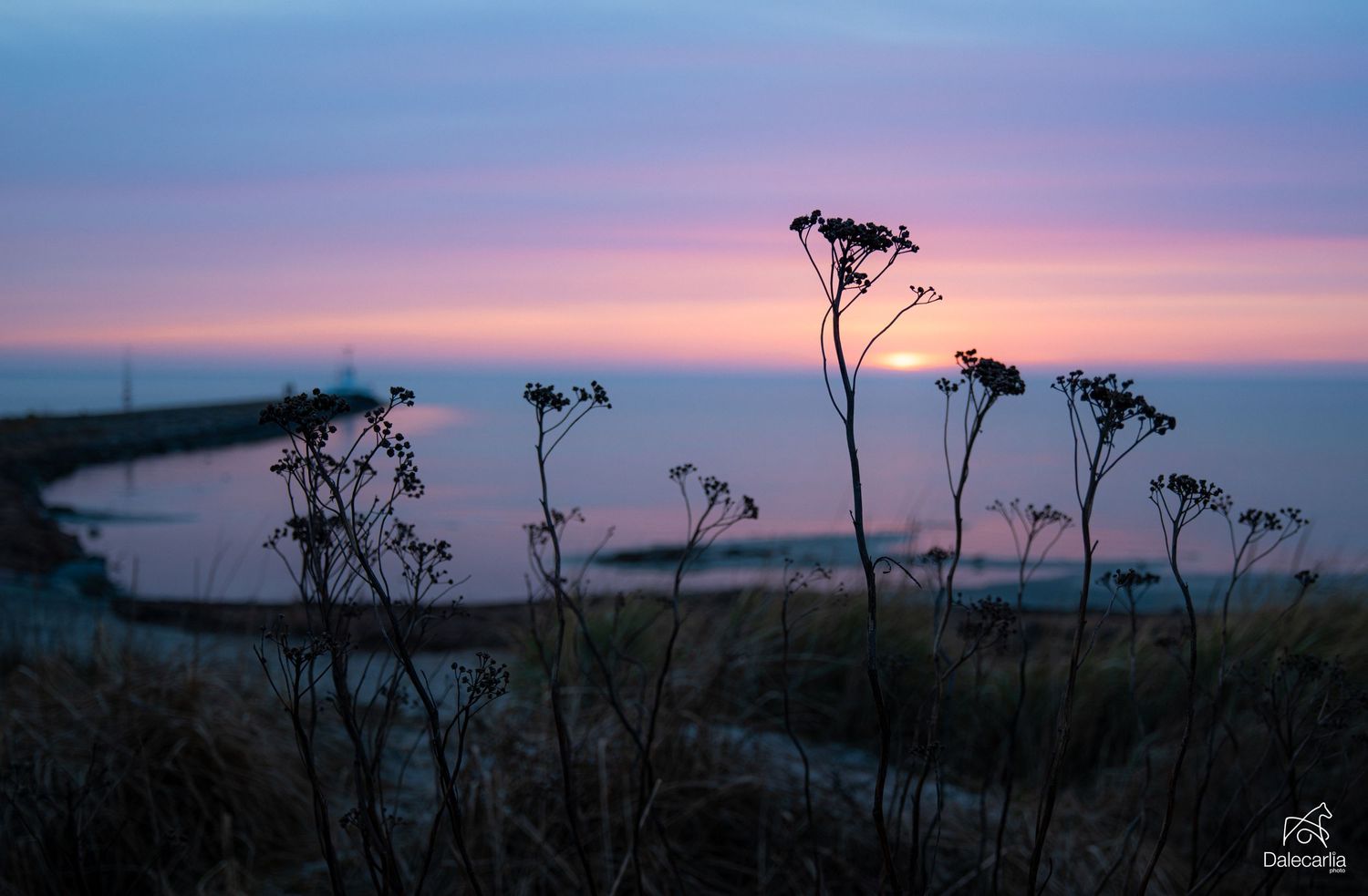 Silhouetted wildflowers against a stunning pink and purple sunset over a calm coastal harbor at dusk.