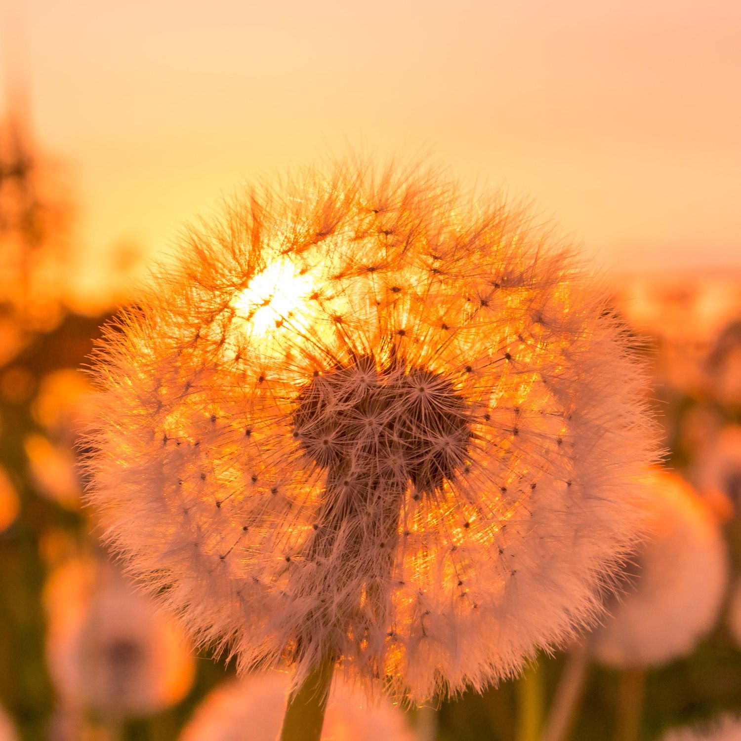 A glowing dandelion seed head backlit by a golden sunset, creating a warm orange bokeh background.