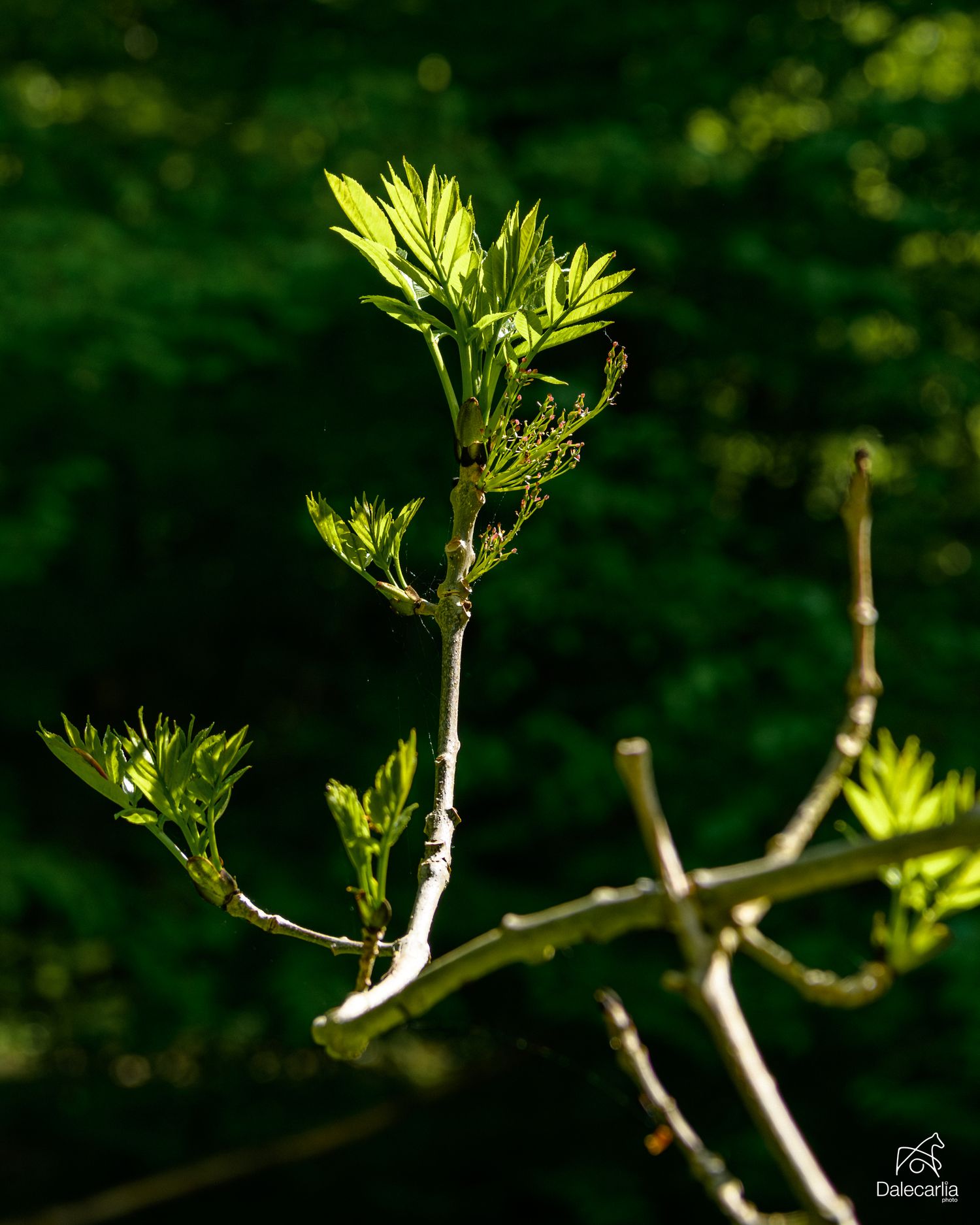 Young green spring leaves budding on a bare tree branch, backlit by sunlight against a lush green forest background.