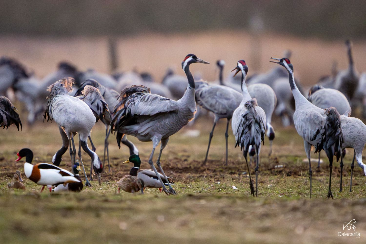 A flock of demoiselle cranes foraging together in a grassy field during migration season.