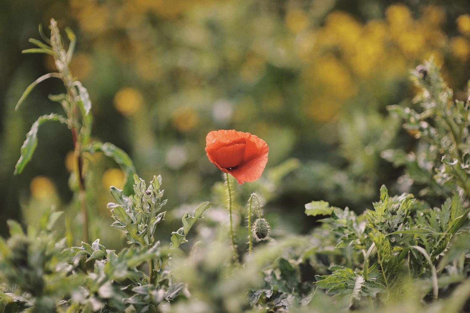 A vibrant red poppy flower stands alone among green foliage with soft yellow bokeh in the background.
