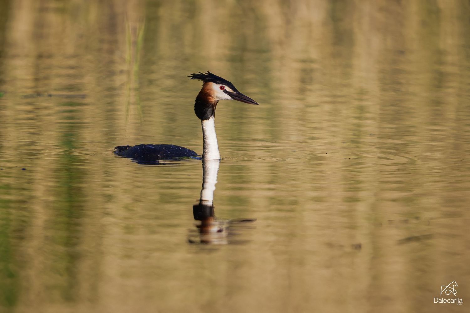 A Great Crested Grebe with brown crest plumage glides across calm water creating reflective ripples in golden light.