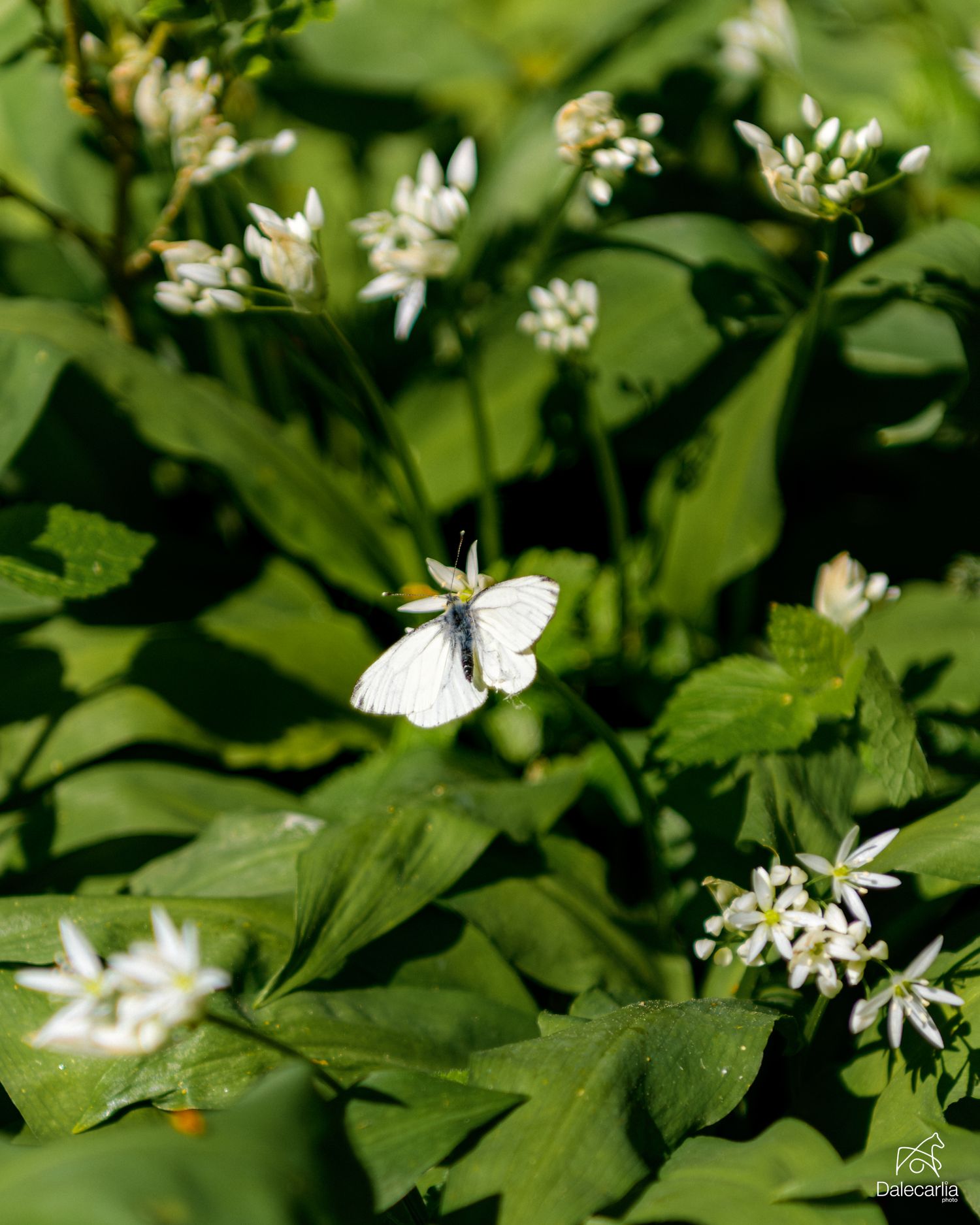 A white butterfly perched on delicate white wildflowers surrounded by lush green leaves in a sunlit garden.