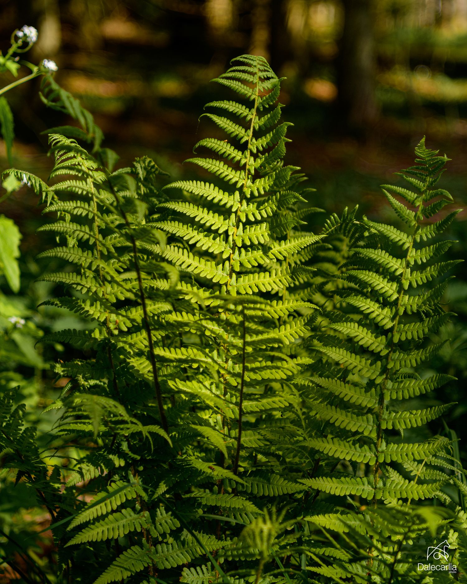Vibrant green ferns illuminated by sunlight in a lush forest setting.