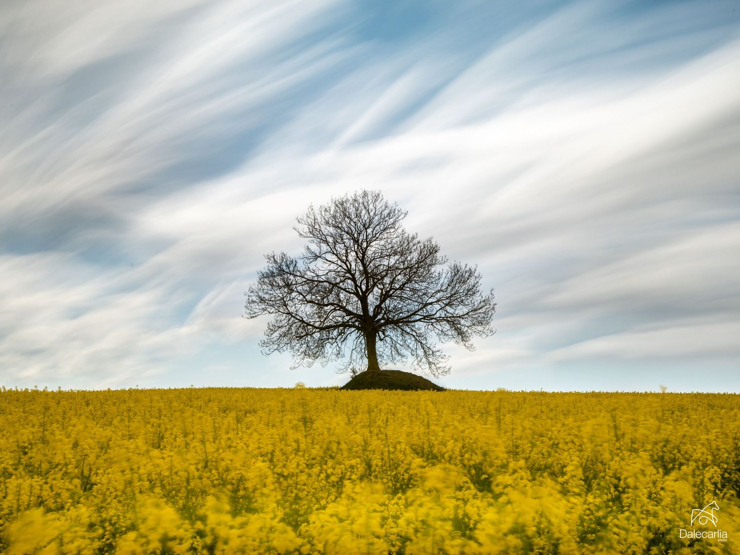 A lone bare tree stands on a small hill surrounded by a vibrant yellow rapeseed field under a dramatic cloudy sky.
