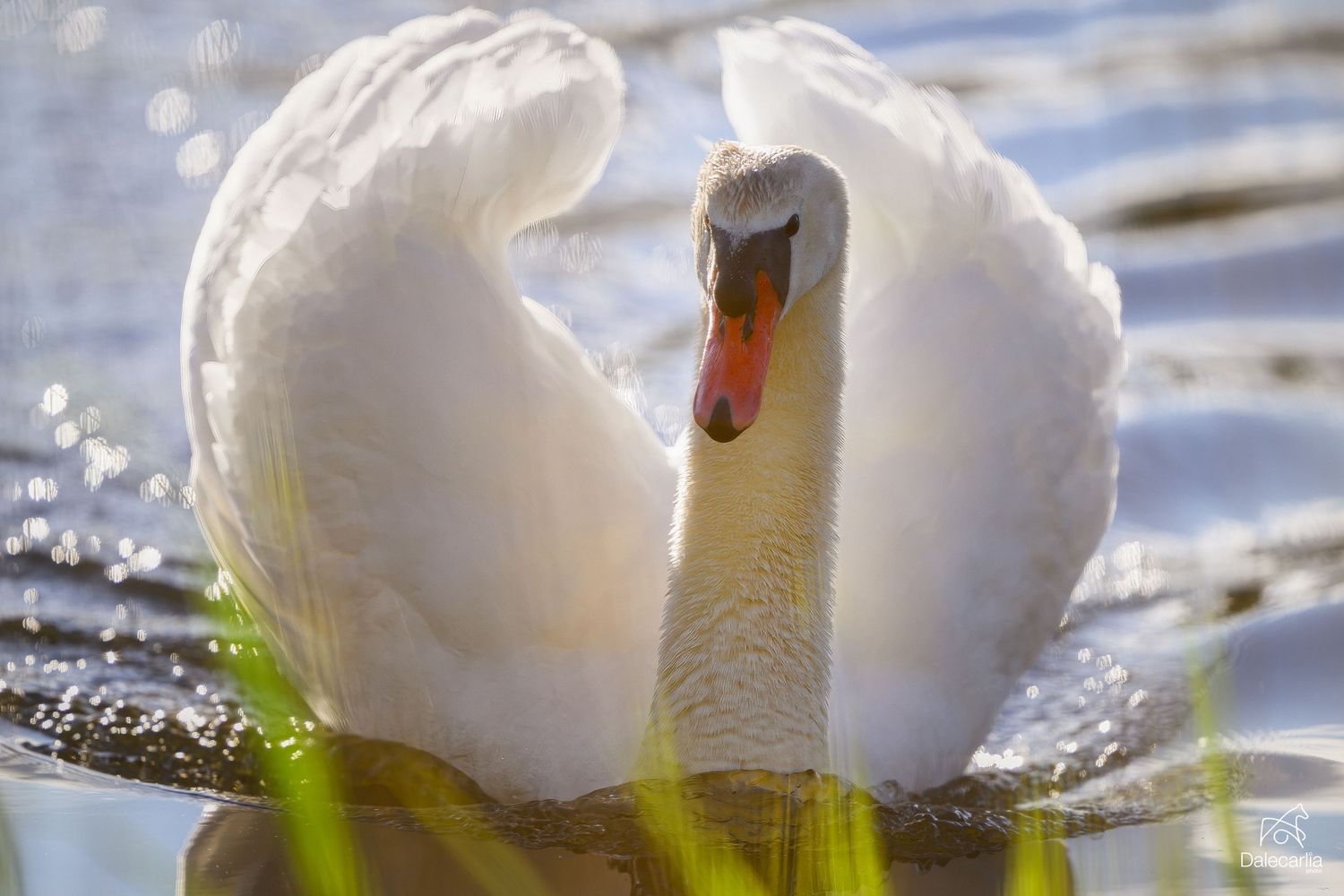 A majestic white swan glides through sparkling water with its wings gracefully curved in a heart shape.