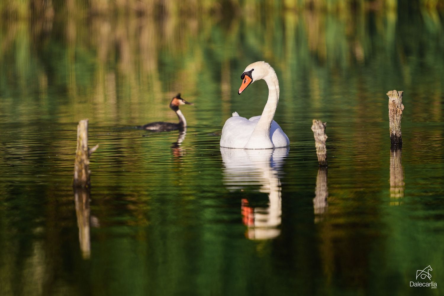 A majestic white swan glides across reflective green water with wooden posts and a smaller duck nearby.
