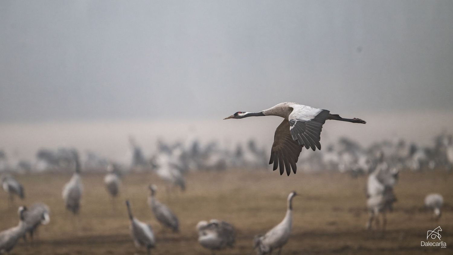 A flock of white wood storks gather in a misty field during early morning light.