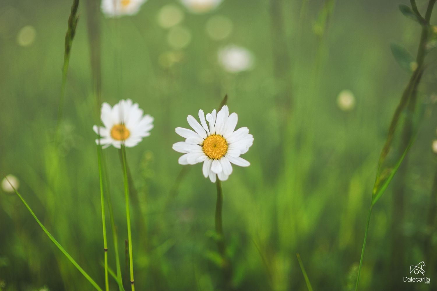Two white daisies with yellow centers bloom among soft green grass in a dreamy bokeh background.