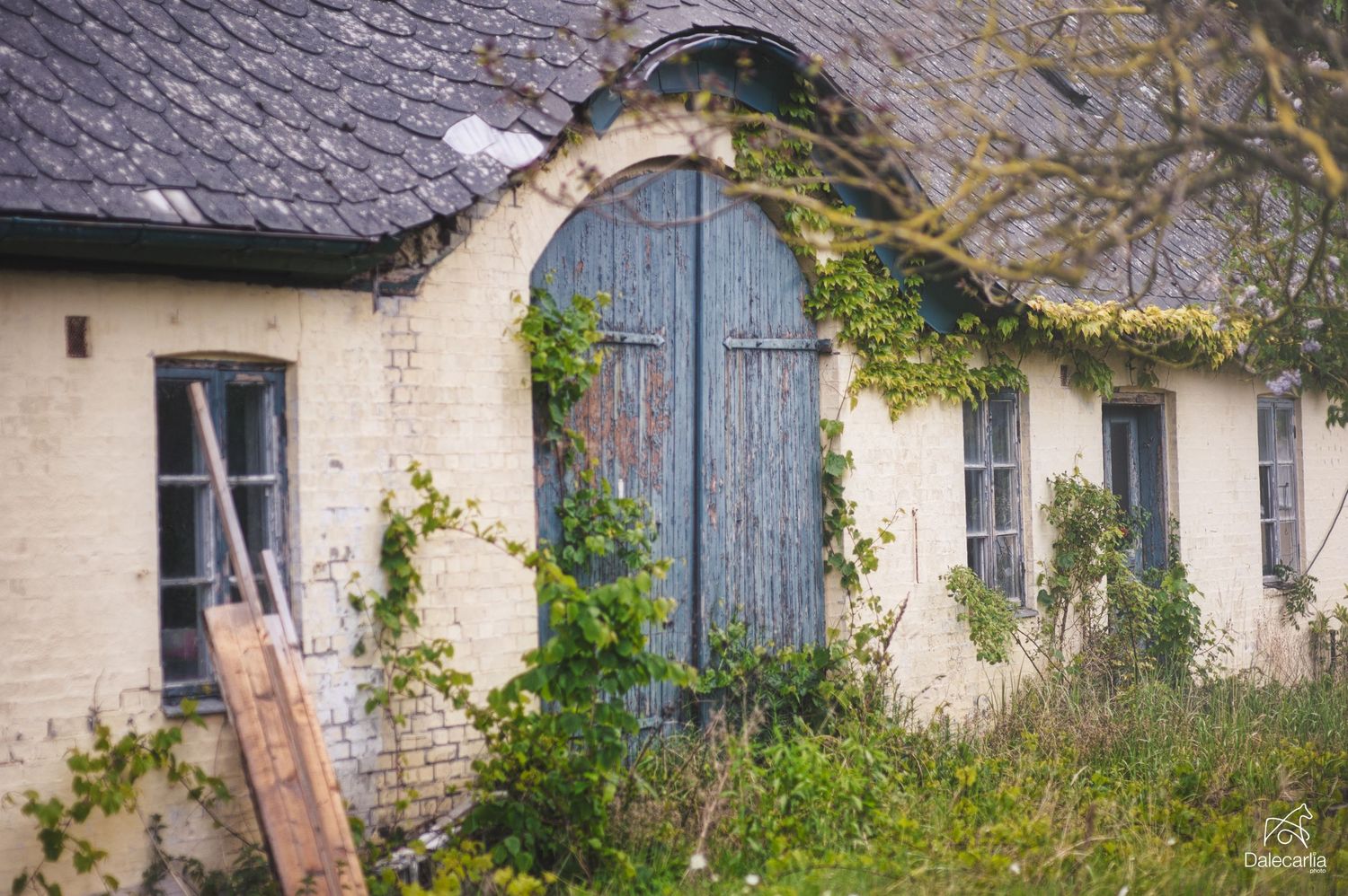 Weathered blue arched door on white stone cottage with climbing vines and rustic wooden ladder against wall.