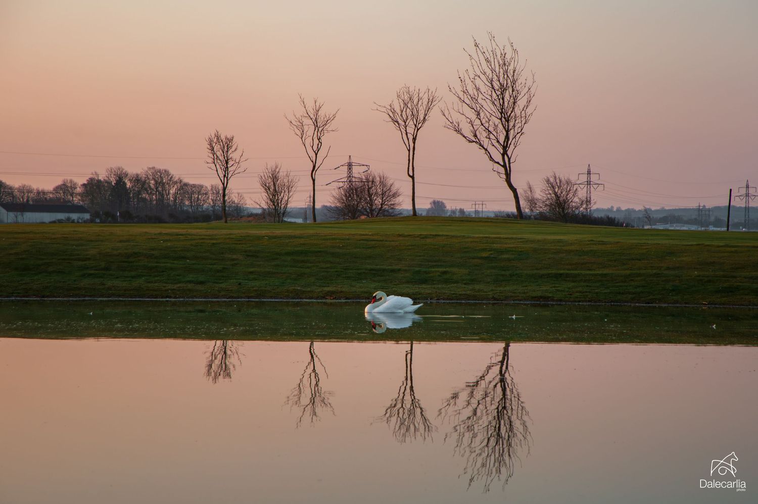 A white swan rests beside a calm reflective lake at dusk, with bare trees mirrored in the pink twilight sky.