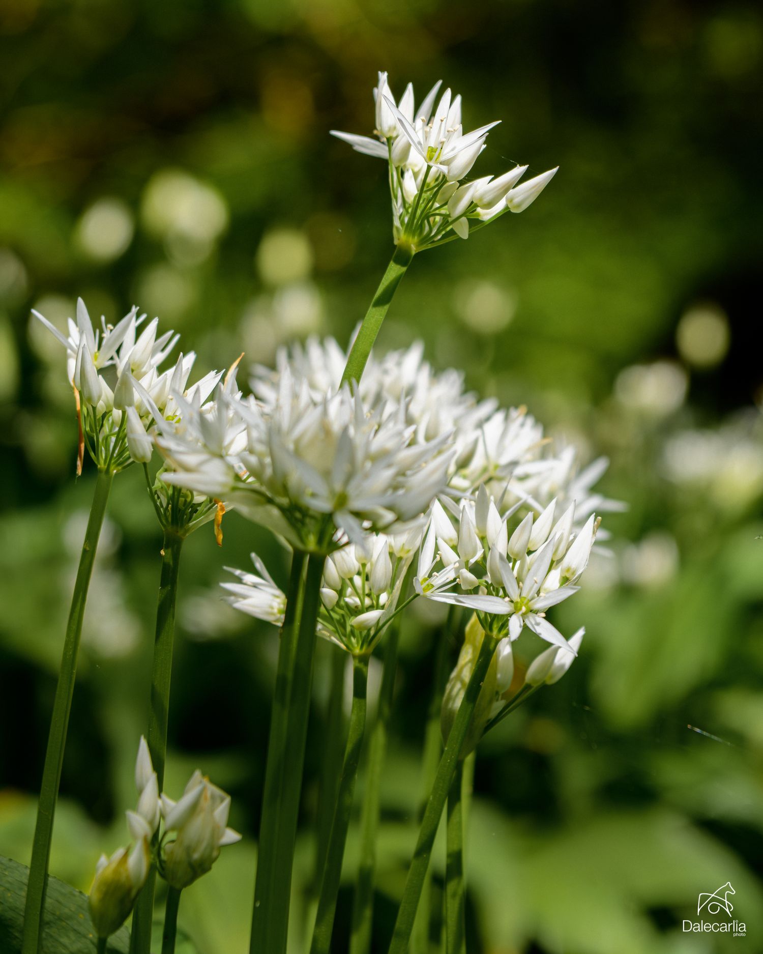 Clusters of white wild garlic flowers blooming on tall green stems against a soft bokeh green background.