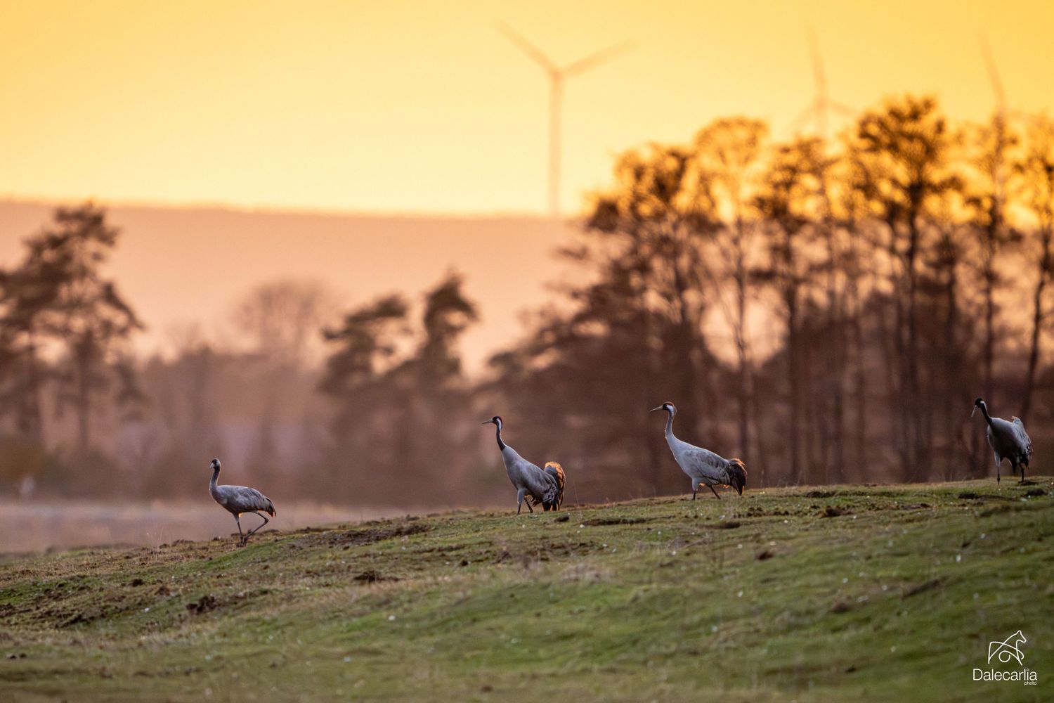 Silhouettes of sandhill cranes gather on a grassy hill against a warm orange sunset sky.