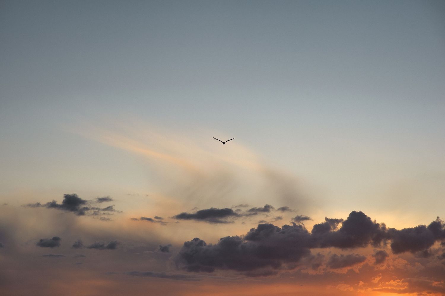 A lone bird soars through a dramatic sunset sky with dark clouds silhouetted against warm orange light.