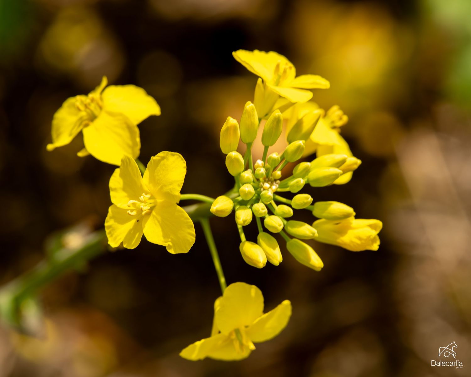 Close-up of vibrant yellow mustard flowers in full bloom with buds, captured with shallow depth of field.
