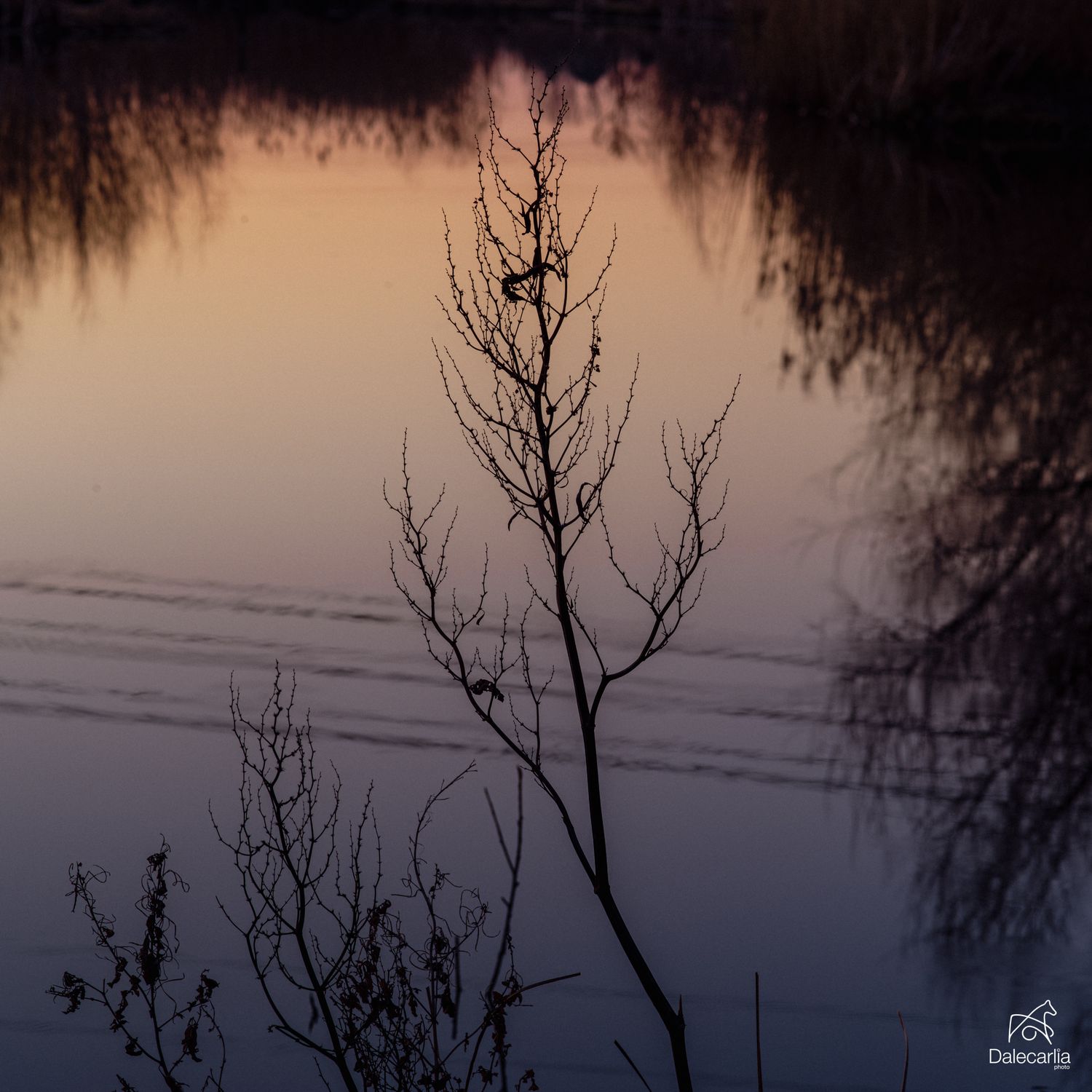 Silhouetted tree branches against a misty purple and orange sunset sky over calm waters.