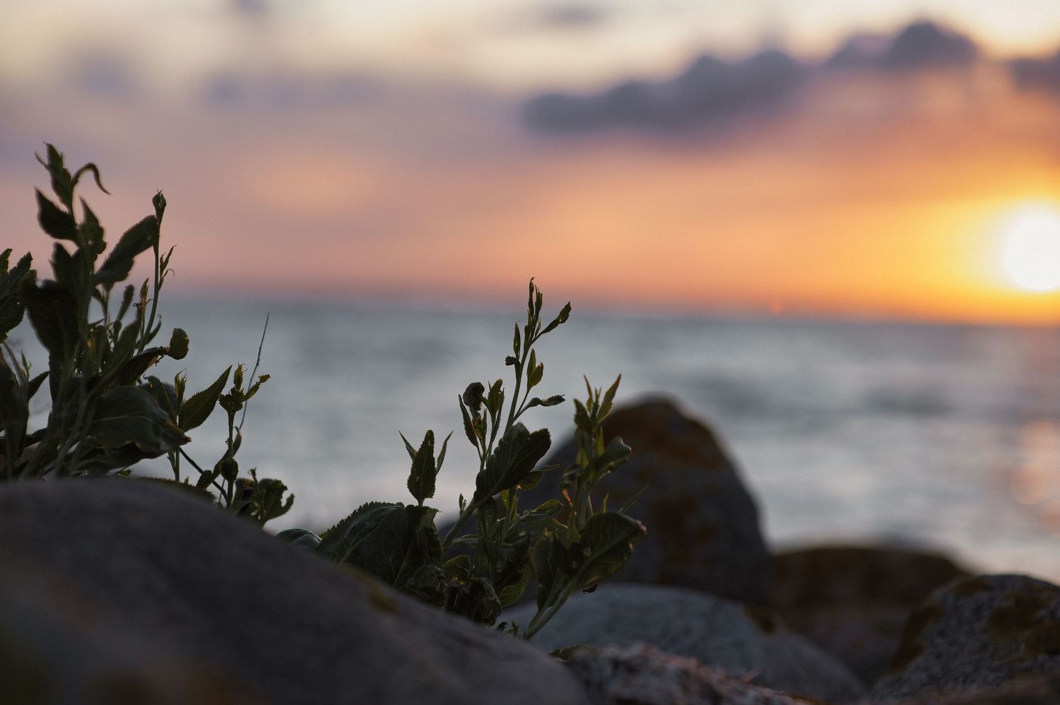 Sunset over ocean with silhouetted plants and rocks in foreground against orange sky and sun reflection on water.