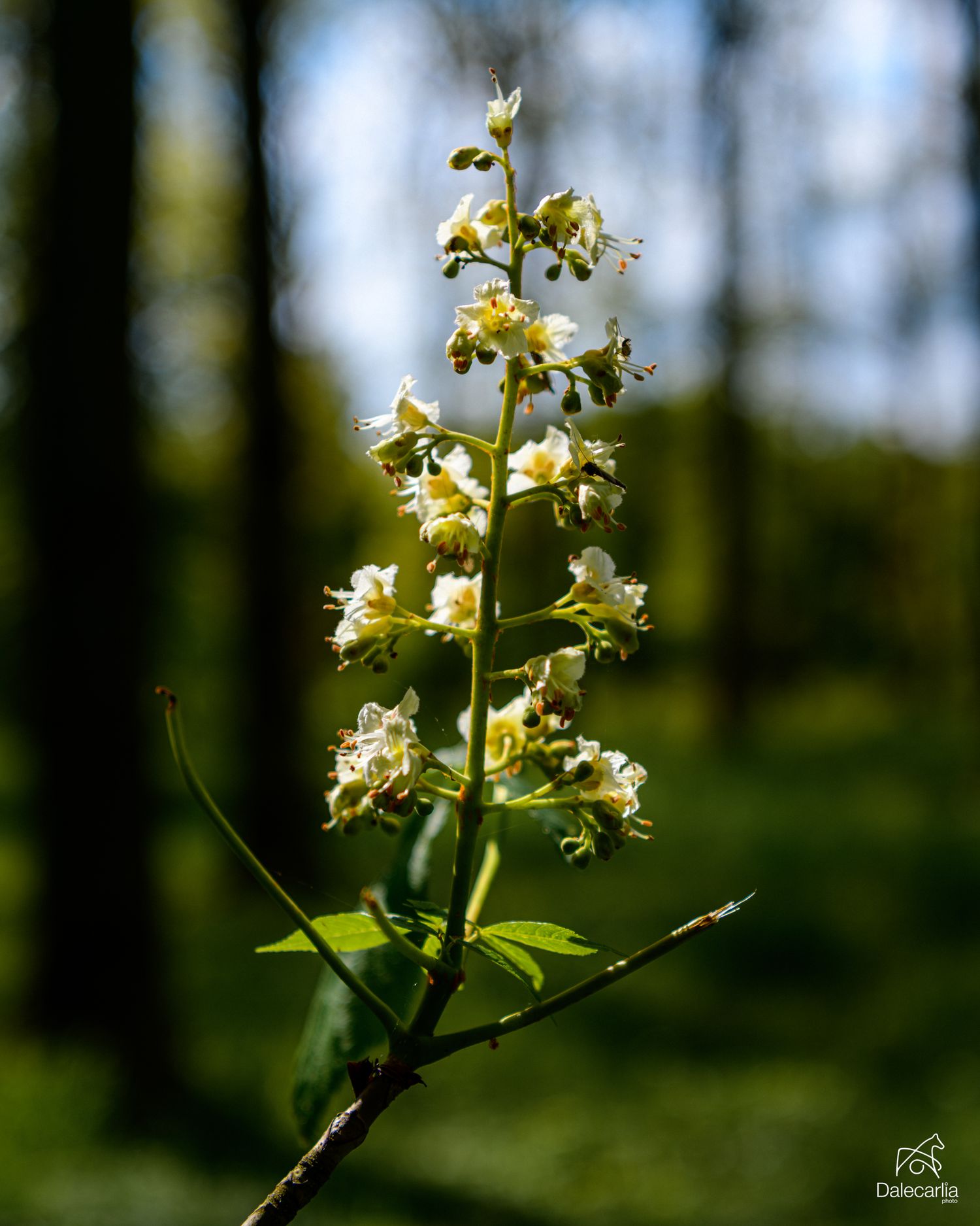 A tall white wildflower blooms in soft sunlight against a blurred green forest background.