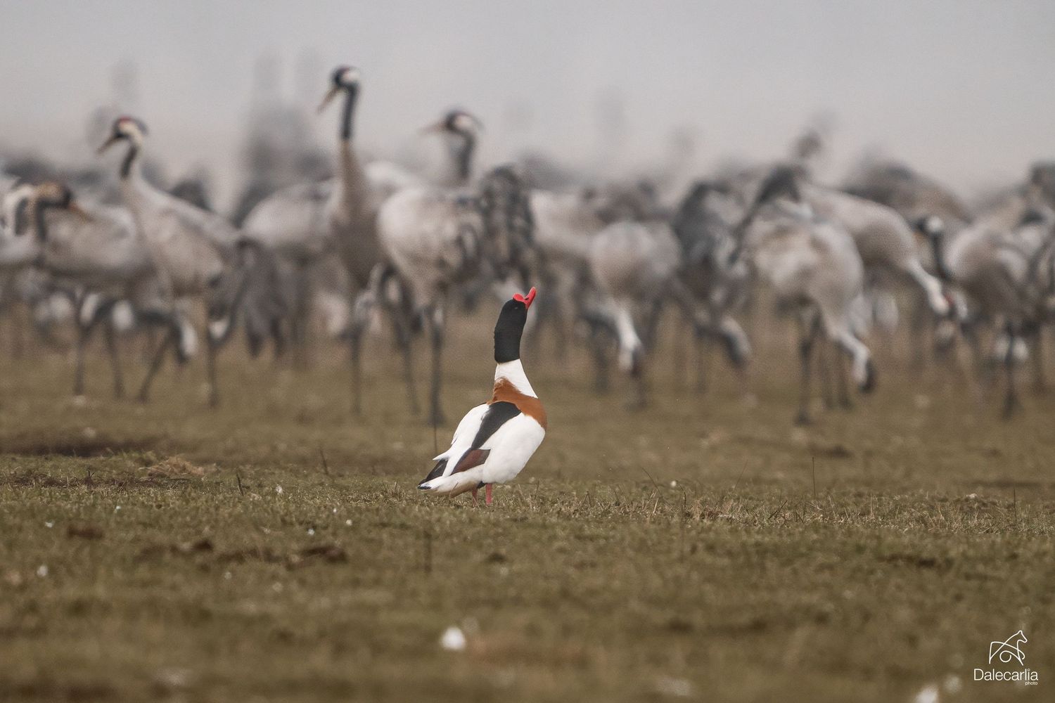 A flock of grey crowned cranes forages in a grassy savanna field with one bird standing prominently in the foreground.