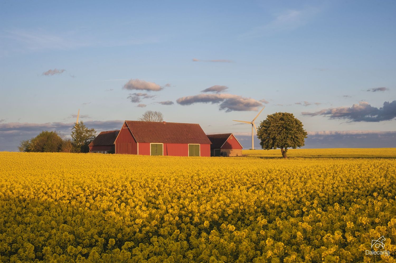 Red barn buildings stand surrounded by brilliant yellow canola fields under a sunset sky in rural countryside.