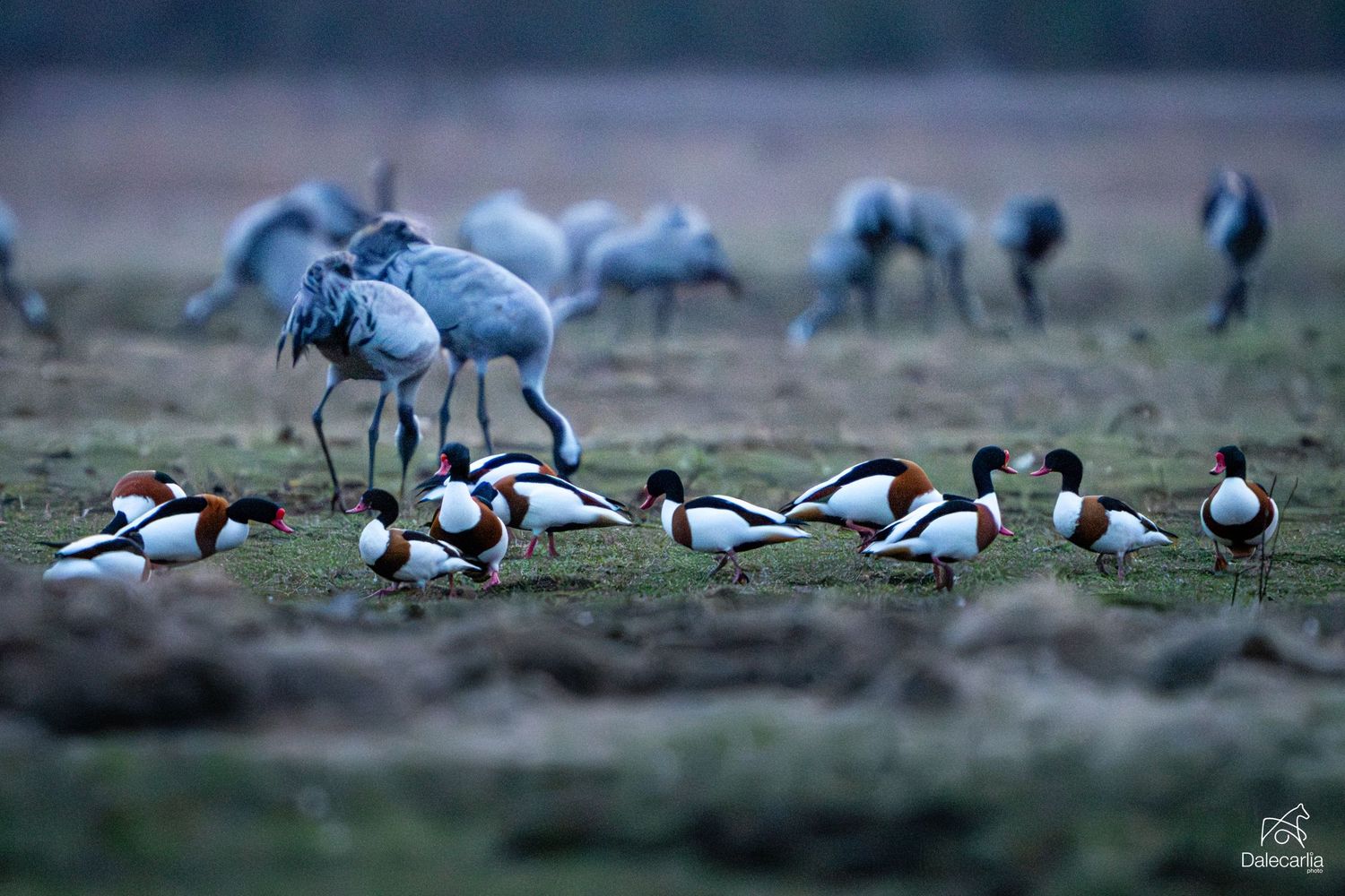 A group of shelducks and geese foraging together in a grassy field during migration season.