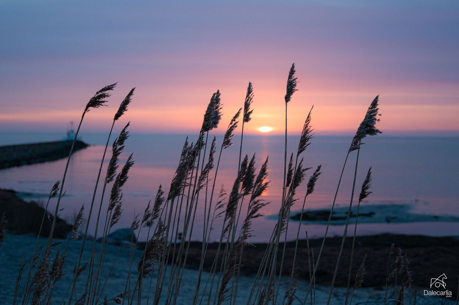 Silhouetted sea grass stalks sway against a vibrant purple and pink sunset sky over the ocean.