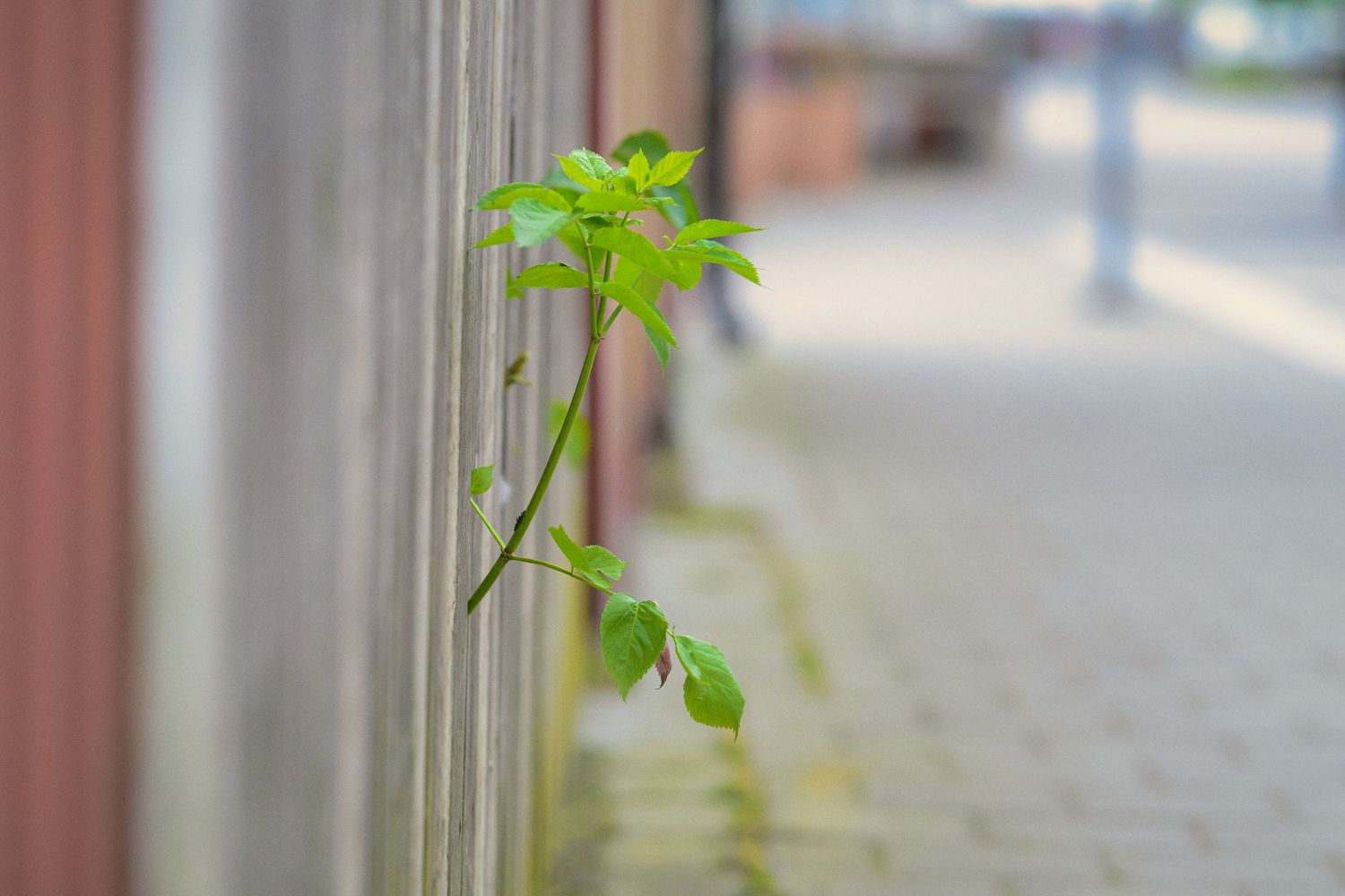 A small green plant sprout emerges from a crack near a wall on an urban sidewalk.