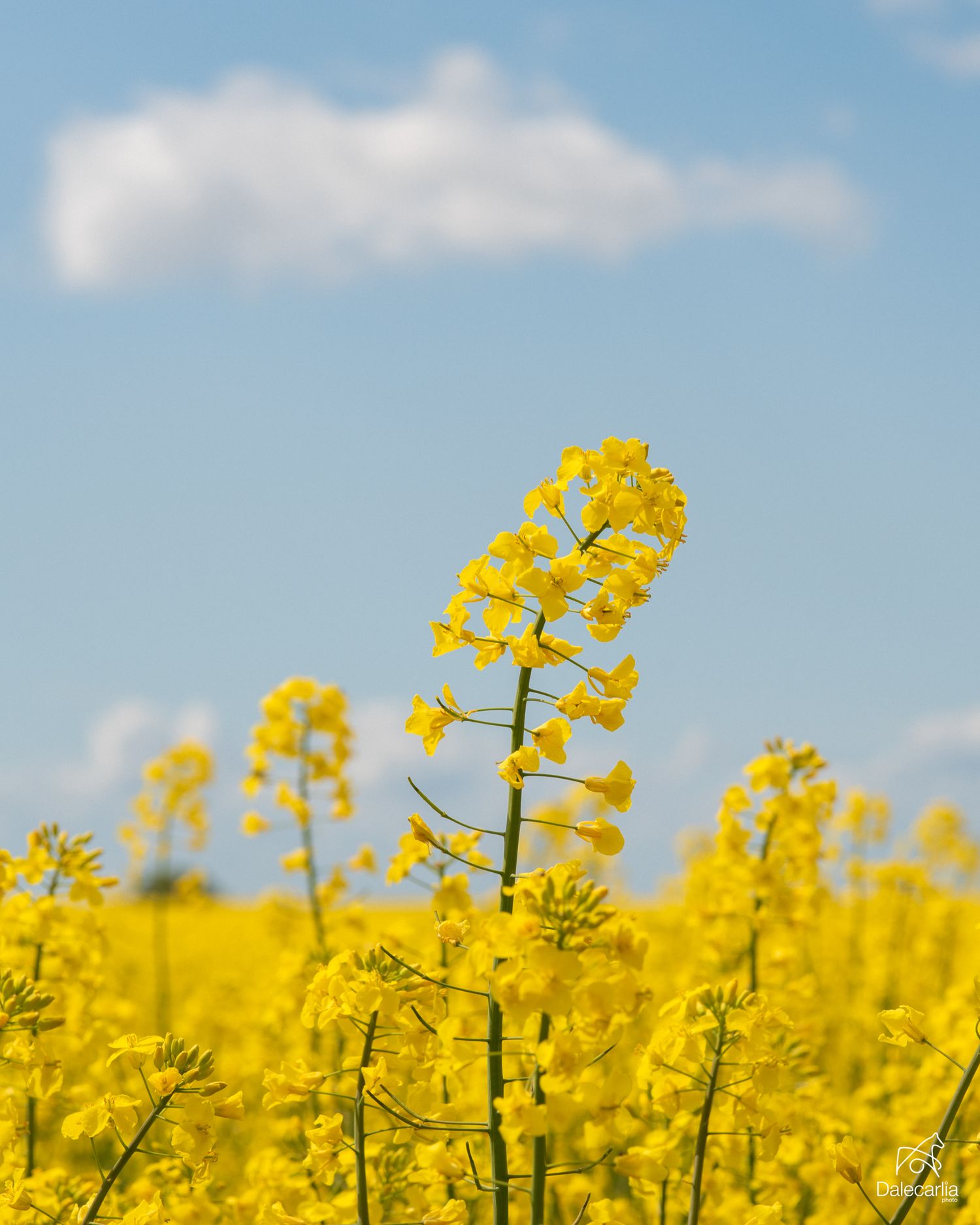 Vibrant yellow rapeseed flowers blooming in a field under a bright blue sky with soft white clouds.