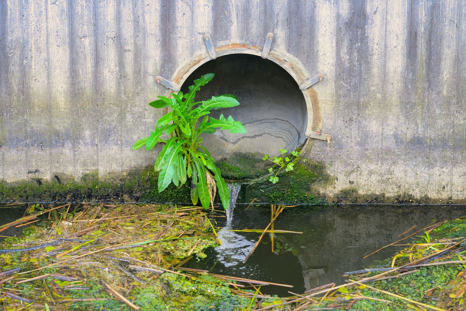 Green plant growing near a concrete drainage pipe outlet with flowing water.