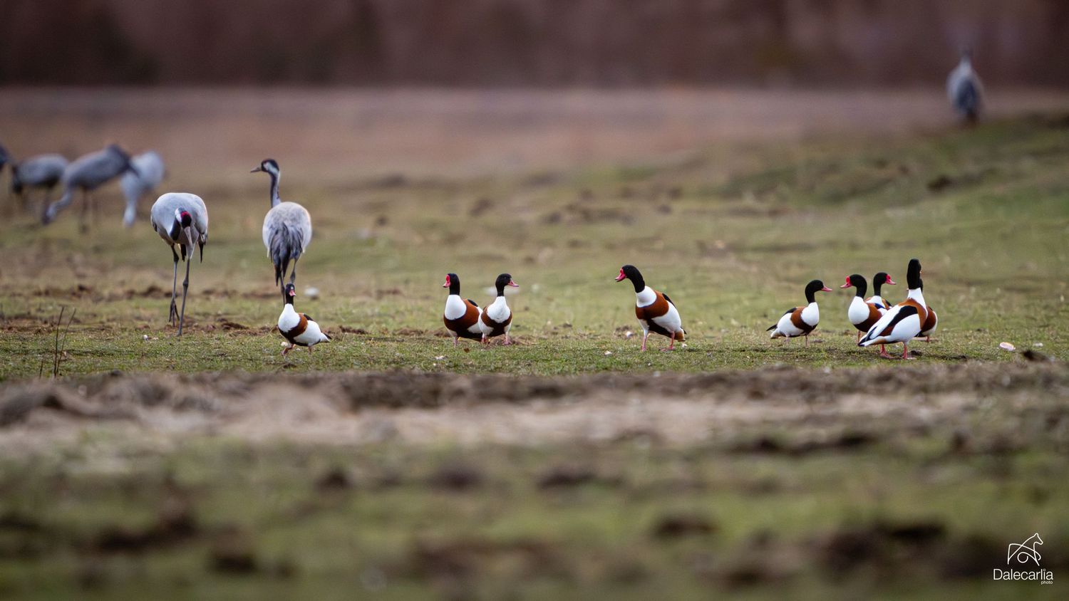 A line of ducks walking in a row across a grassy field in a natural setting.