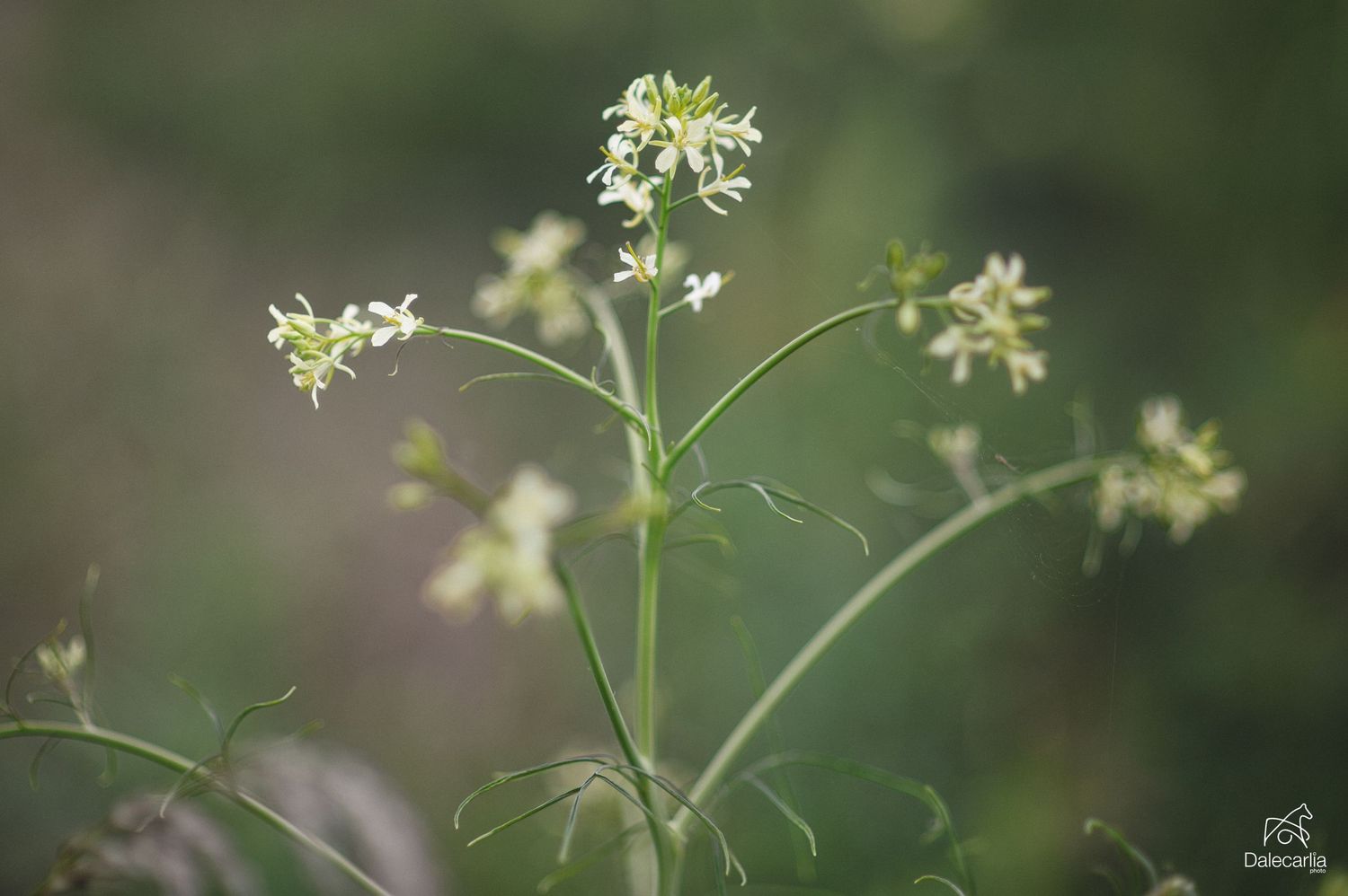 Small white cilantro flowers bloom on delicate green stems against a soft blurred natural background.