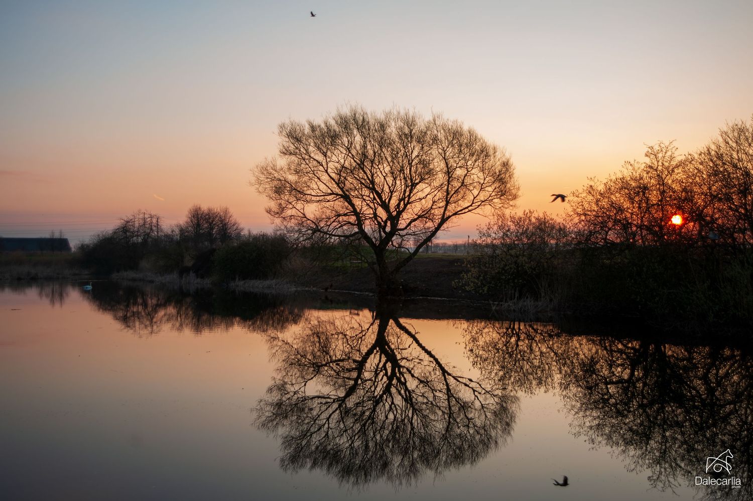 A lone tree reflects perfectly in a calm lake at sunset, with birds in flight against a warm orange and pink sky.