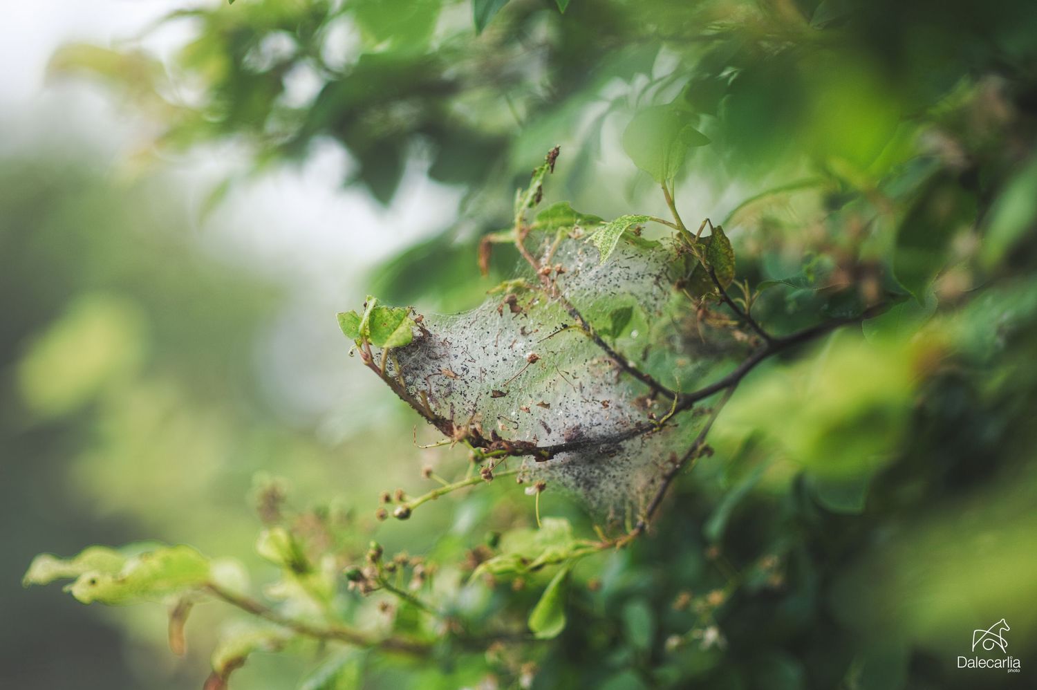 A small gray spider web nestled among green leaves in a soft focus natural setting.