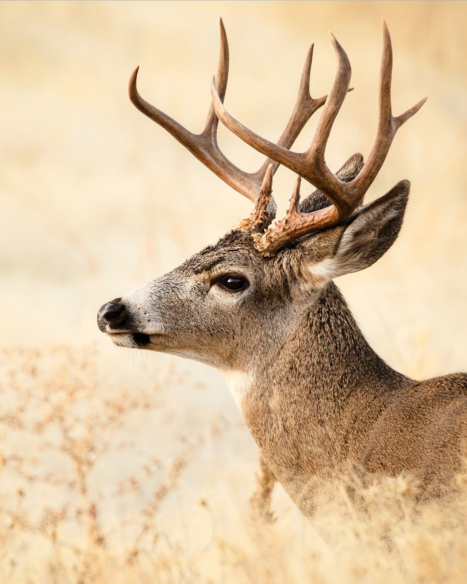A majestic black-tailed buck with large antlers standing in a golden field during autumn.