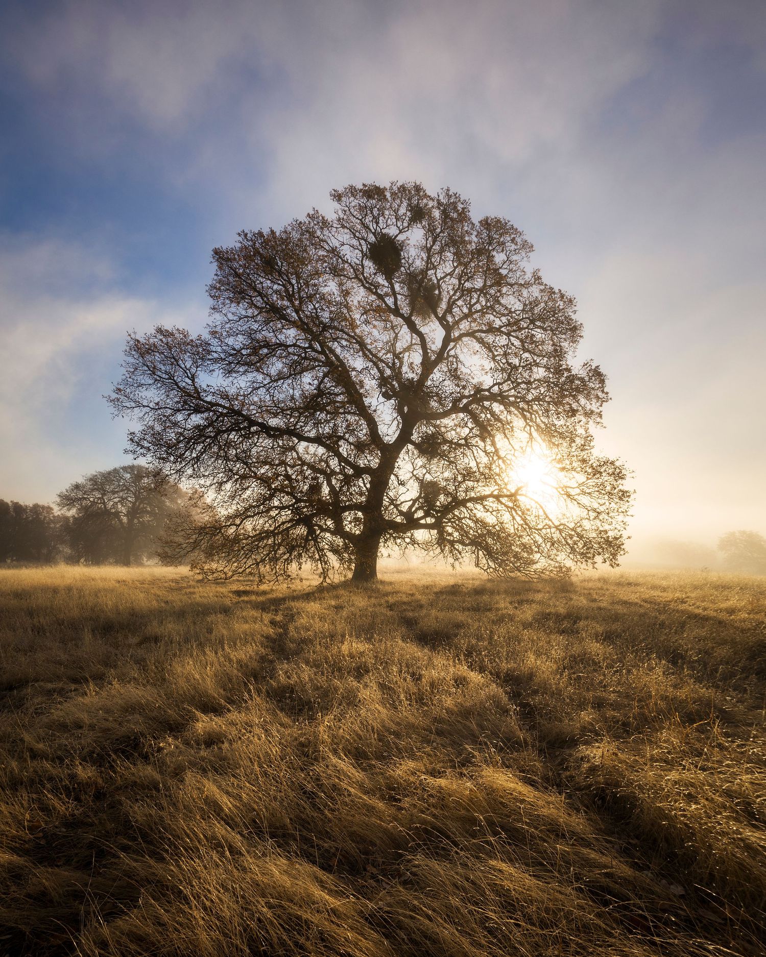 A solitary oak tree stands in a golden misty meadow with sunlight glowing through its bare branches at dawn.