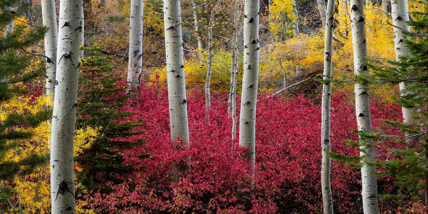 Vibrant autumn forest with white birch trunks, red shrubs, and golden foliage in a colorful fall landscape.