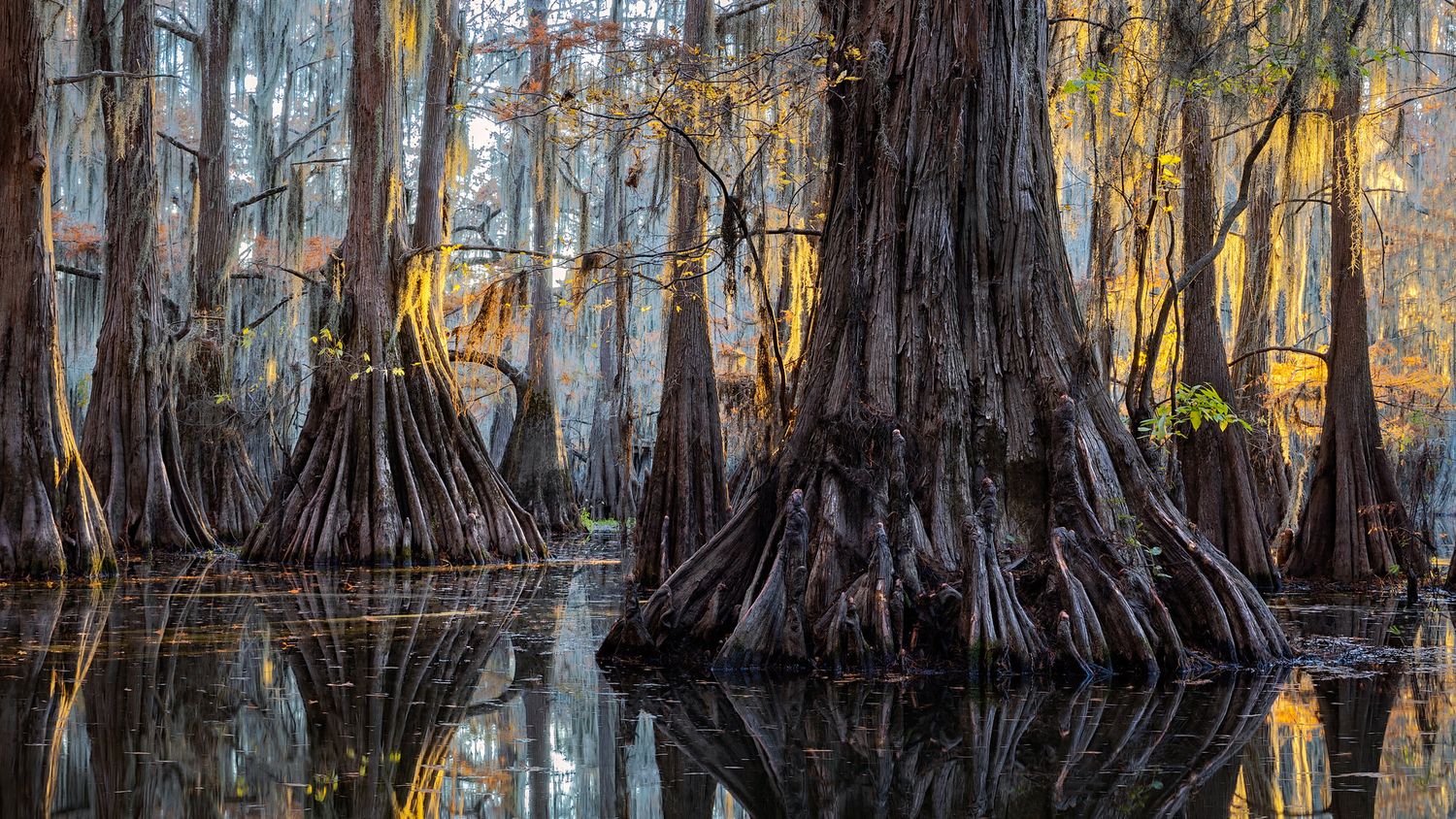 A photo of cypress trees with Spanish moss reflecting in calm swamp waters at sunset creating a mirror-like effect.