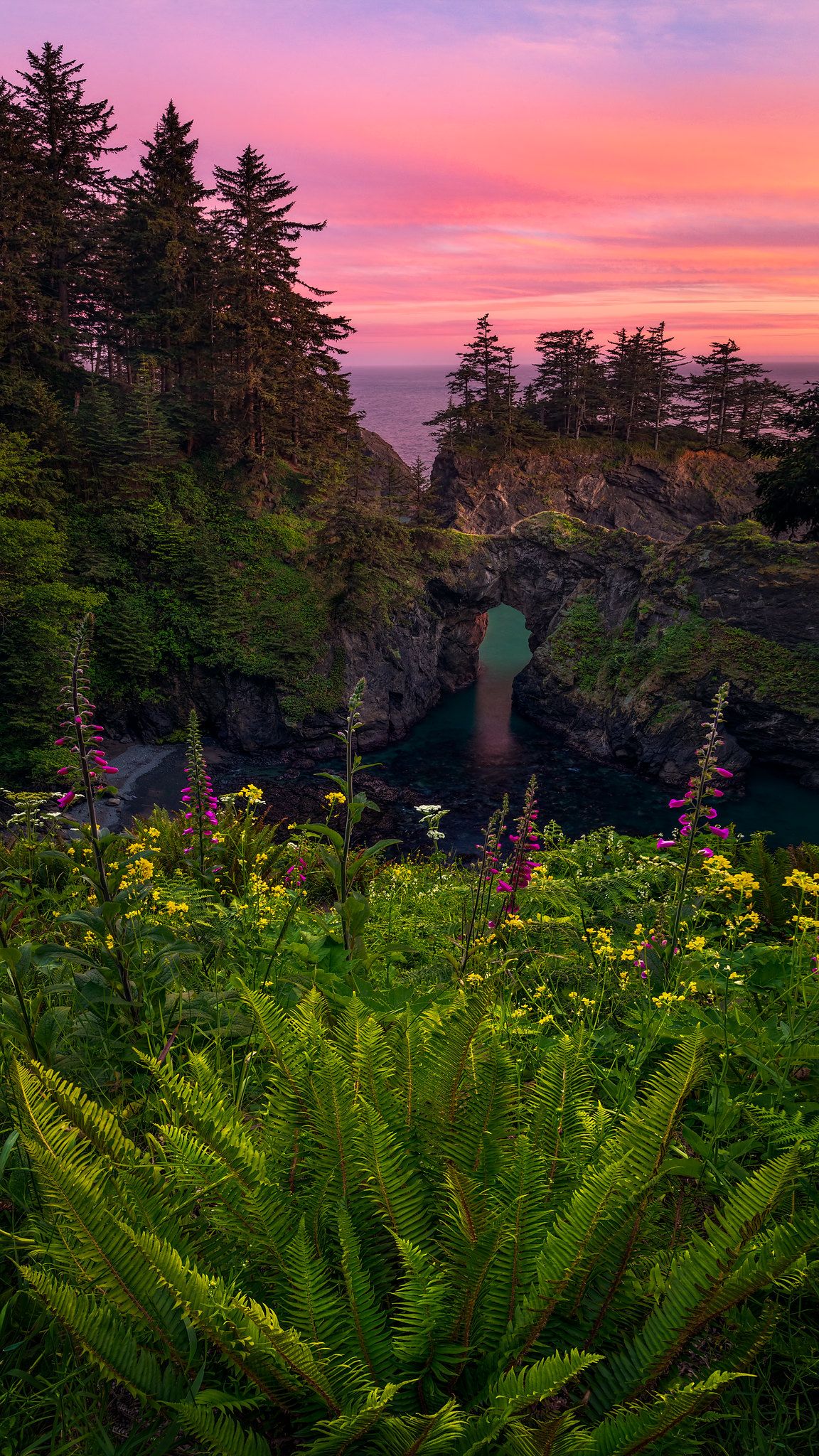A photograph of a dramatic sunset over Natural Bridges State Beach in Oregon with ferns and wildflowers in the foreground.