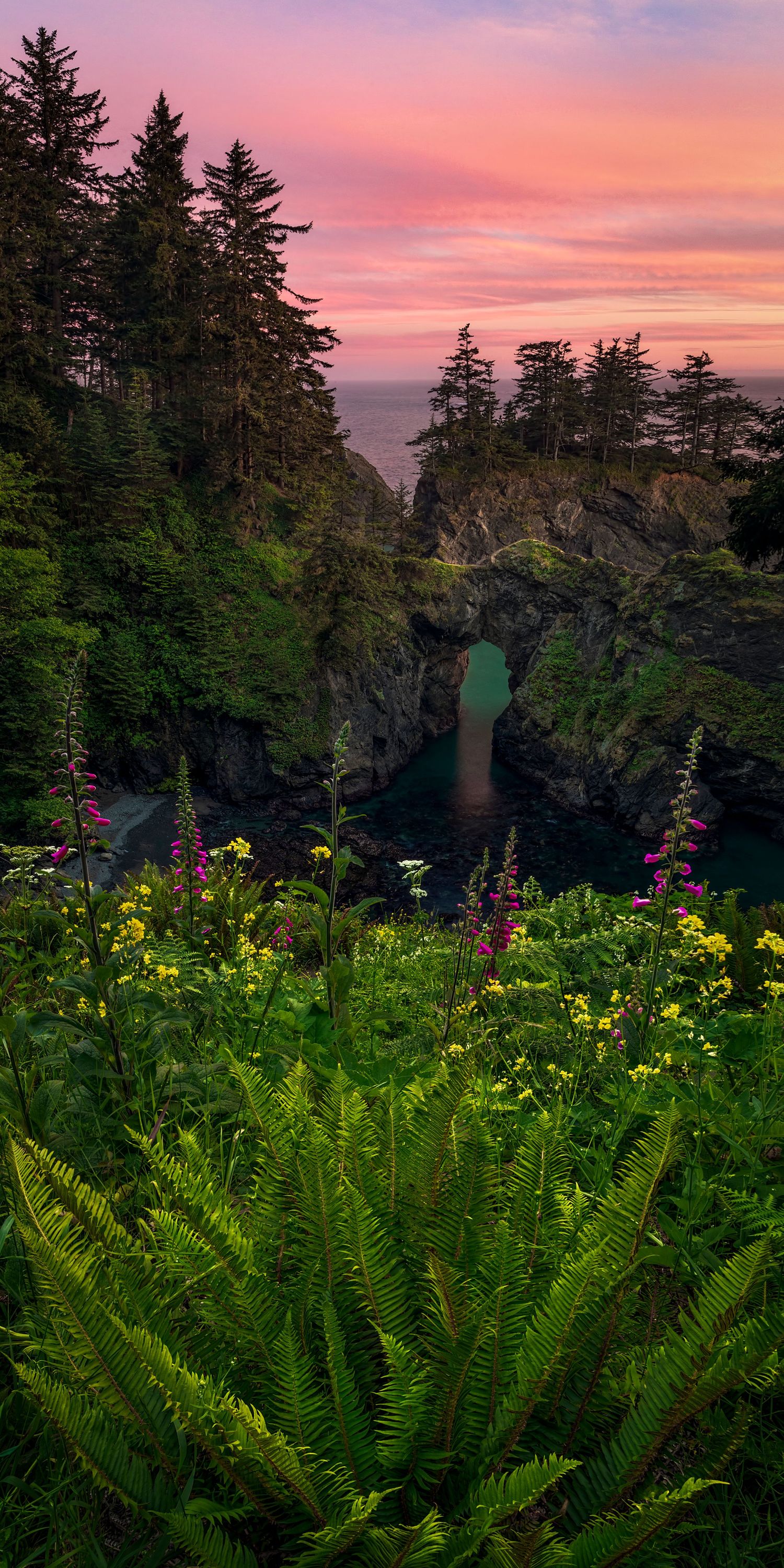 A photo of lush ferns and wildflowers framing a dramatic view of Oregon's Natural Bridges State Beach at sunset with pink and orange skies.