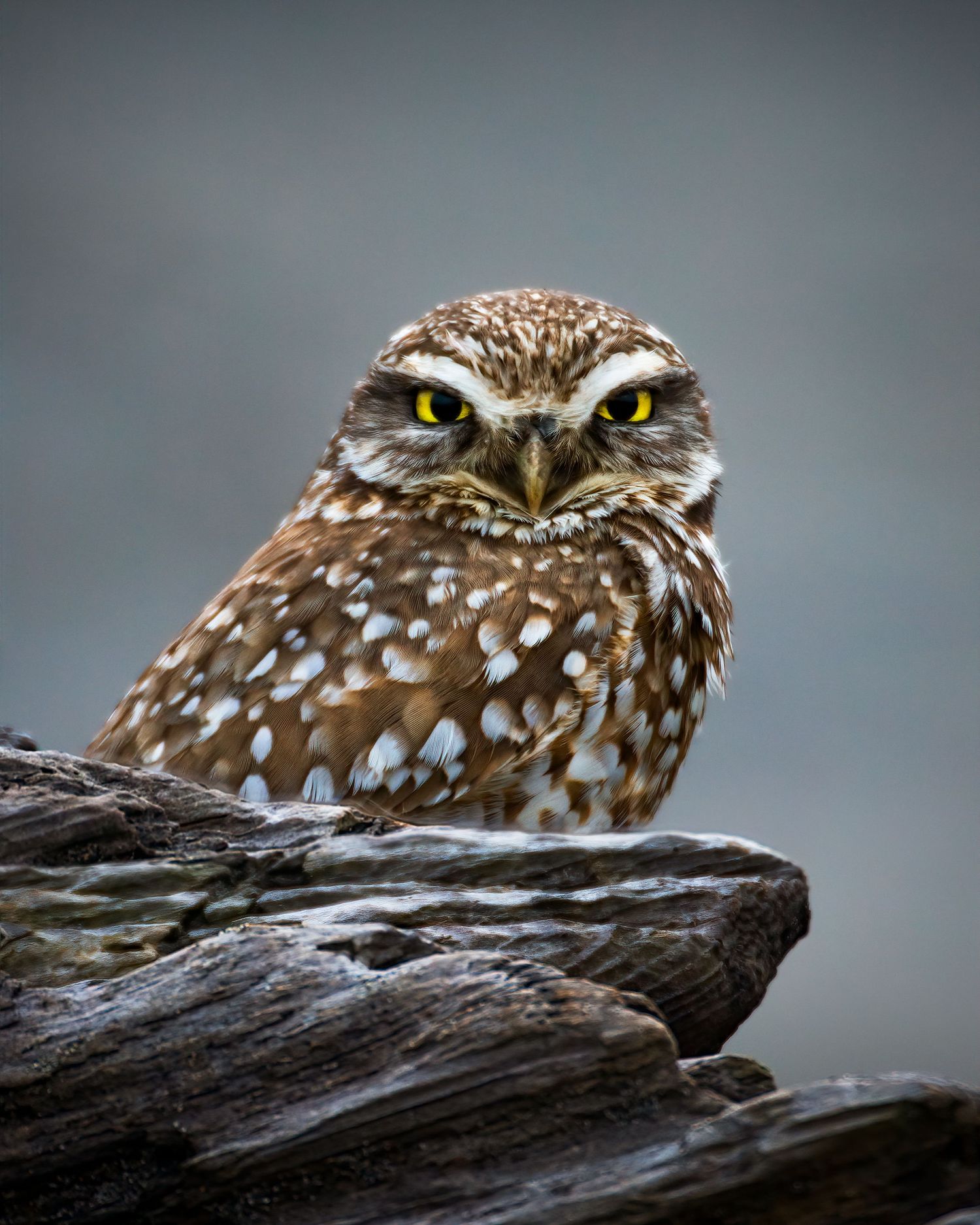 A burrowing owl with striking yellow eyes and spotted brown plumage perches on a rocky surface against a gray background.
