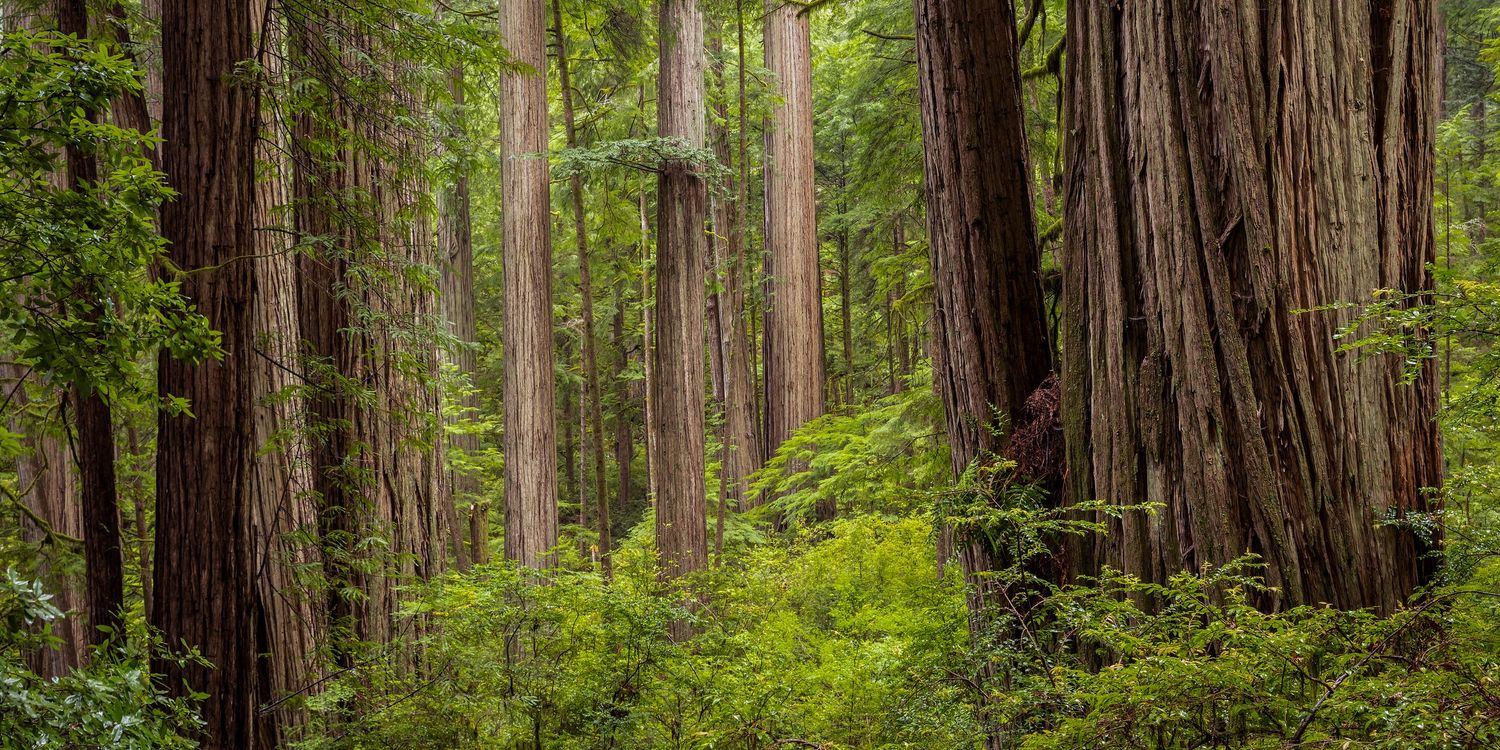 Towering coastal redwood trees with lush green ferns and undergrowth in a serene old-growth forest.