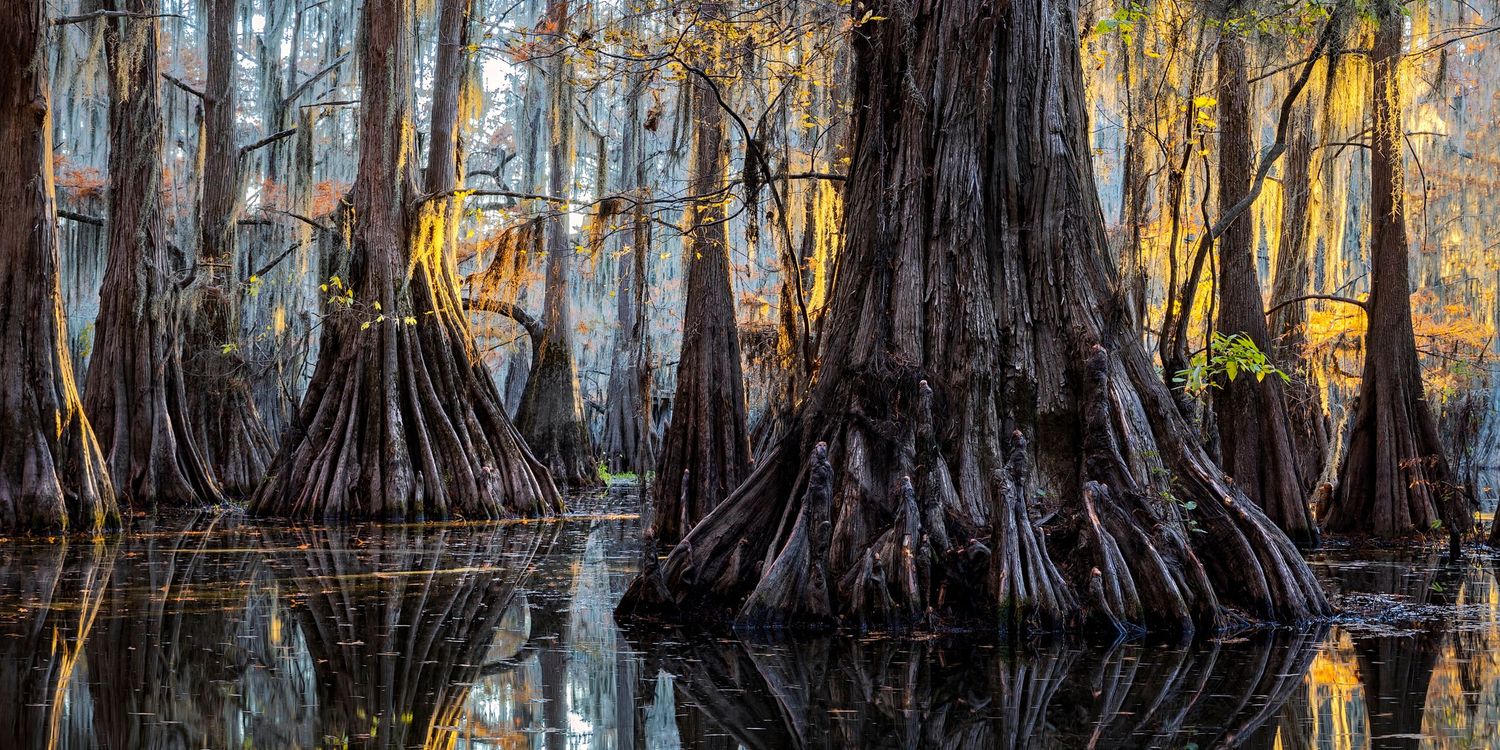 Ancient cypress trees rise from dark swamp waters, their massive trunks glowing golden in filtered light of a misty Southern bayou.