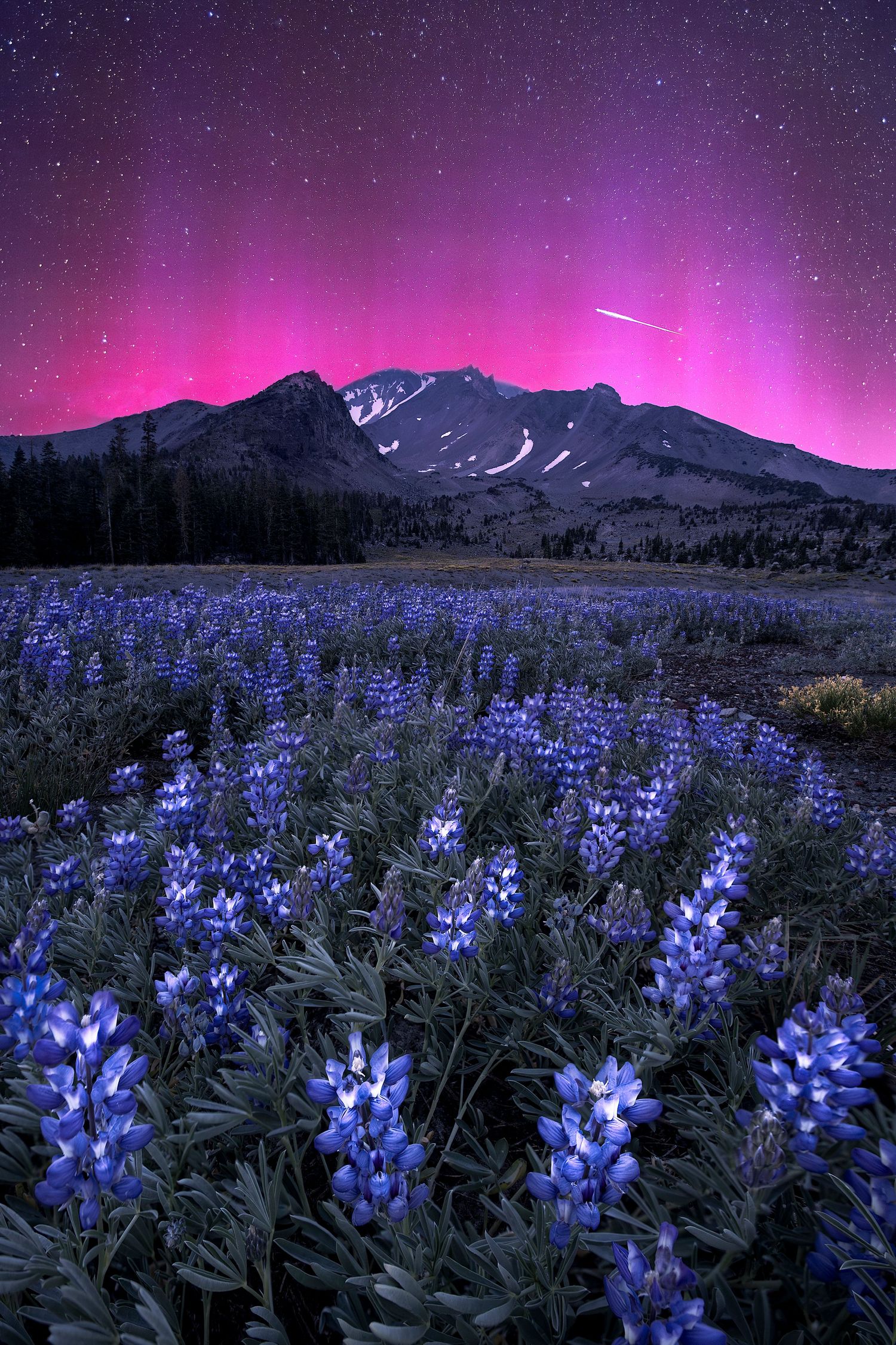 Purple lupine field glows under a vivid pink aurora borealis sky with a snow-capped mountain at night.