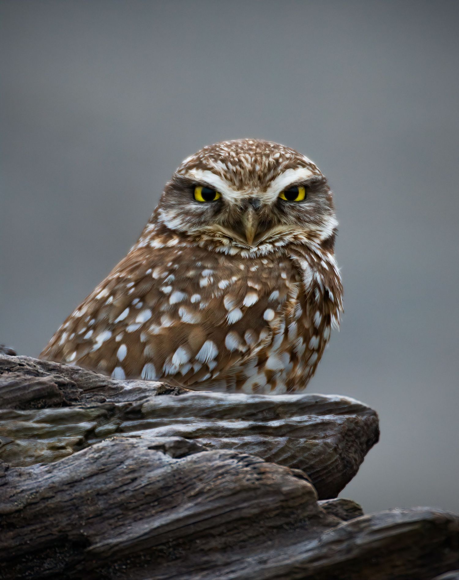 A wildlife photograph of a brown spotted burrowing owl perching on a rock with an intense stare against a muted, gray background.