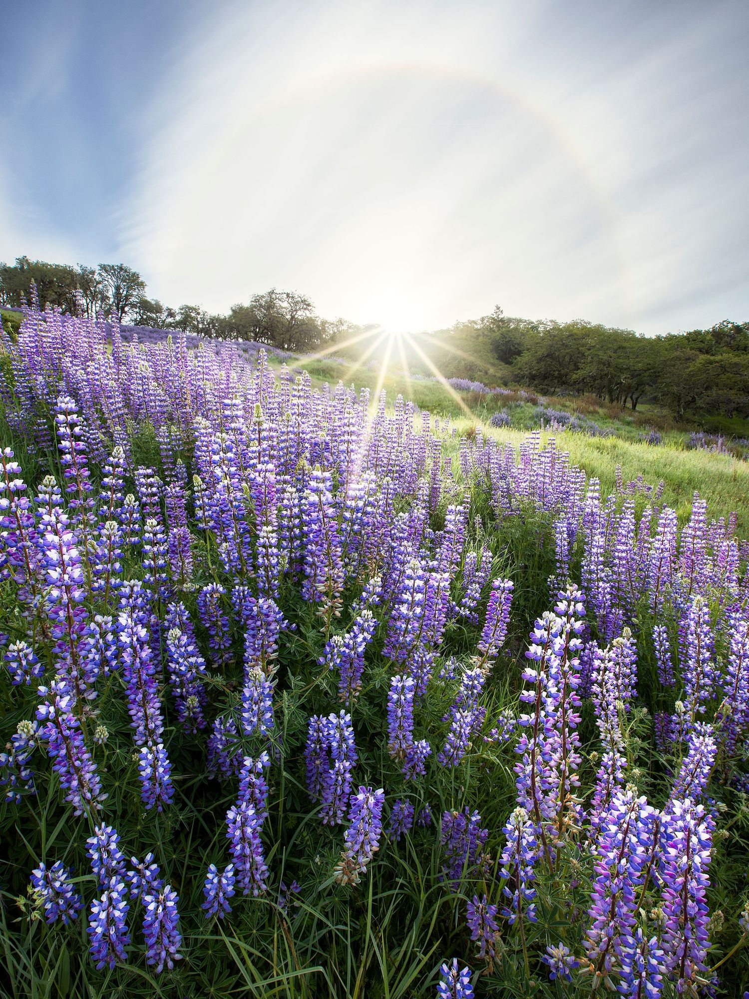 A stunning field of purple lupine wildflowers glowing under a bright sunstar with a solar halo in a blue sky.