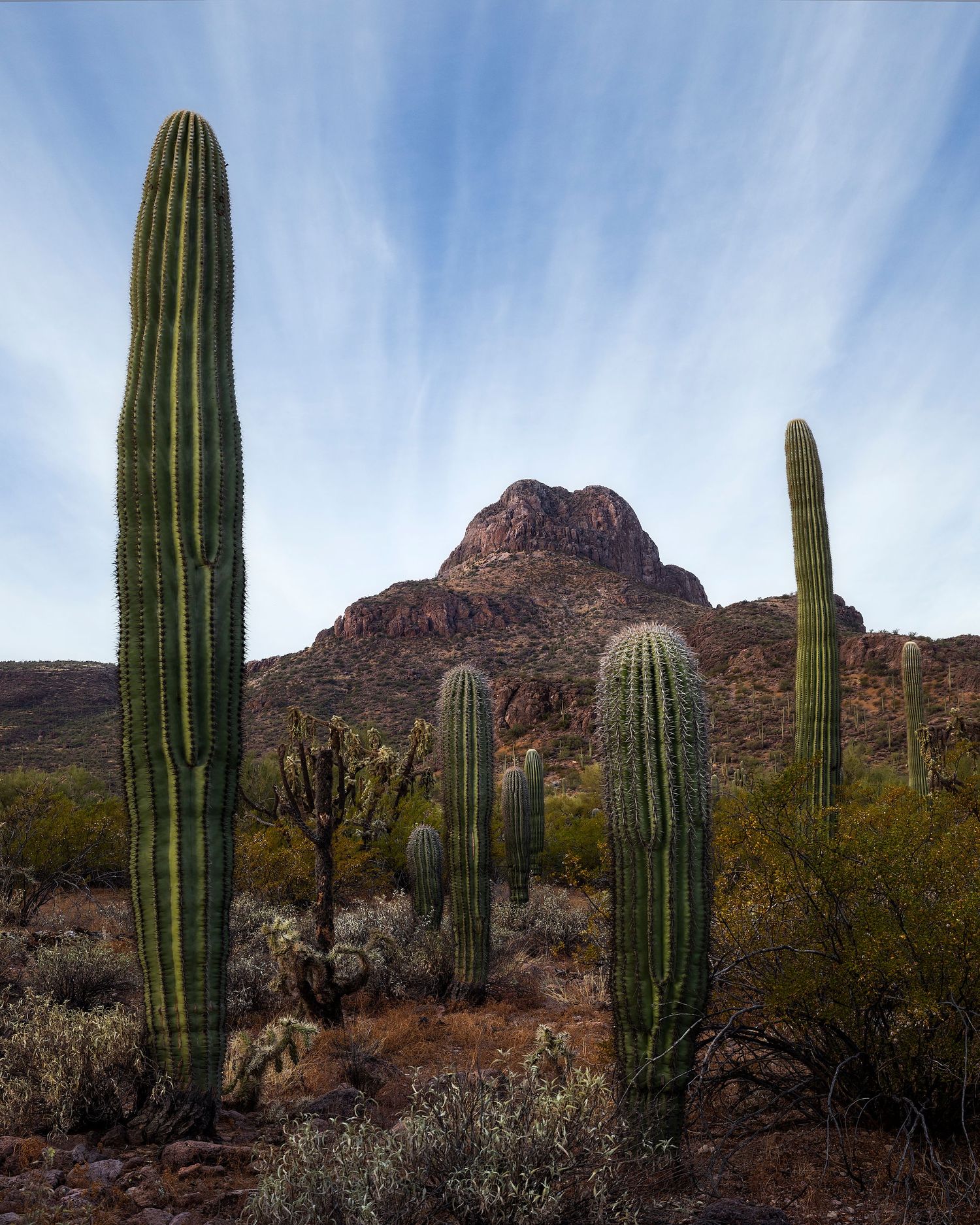Tall saguaro cacti stand in the Sonoran Desert with a rocky mountain peak and blue sky in the background.