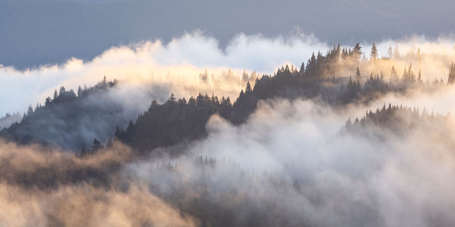 Misty forest landscape with evergreen trees emerging through golden fog layers at sunrise in a mountainous region.