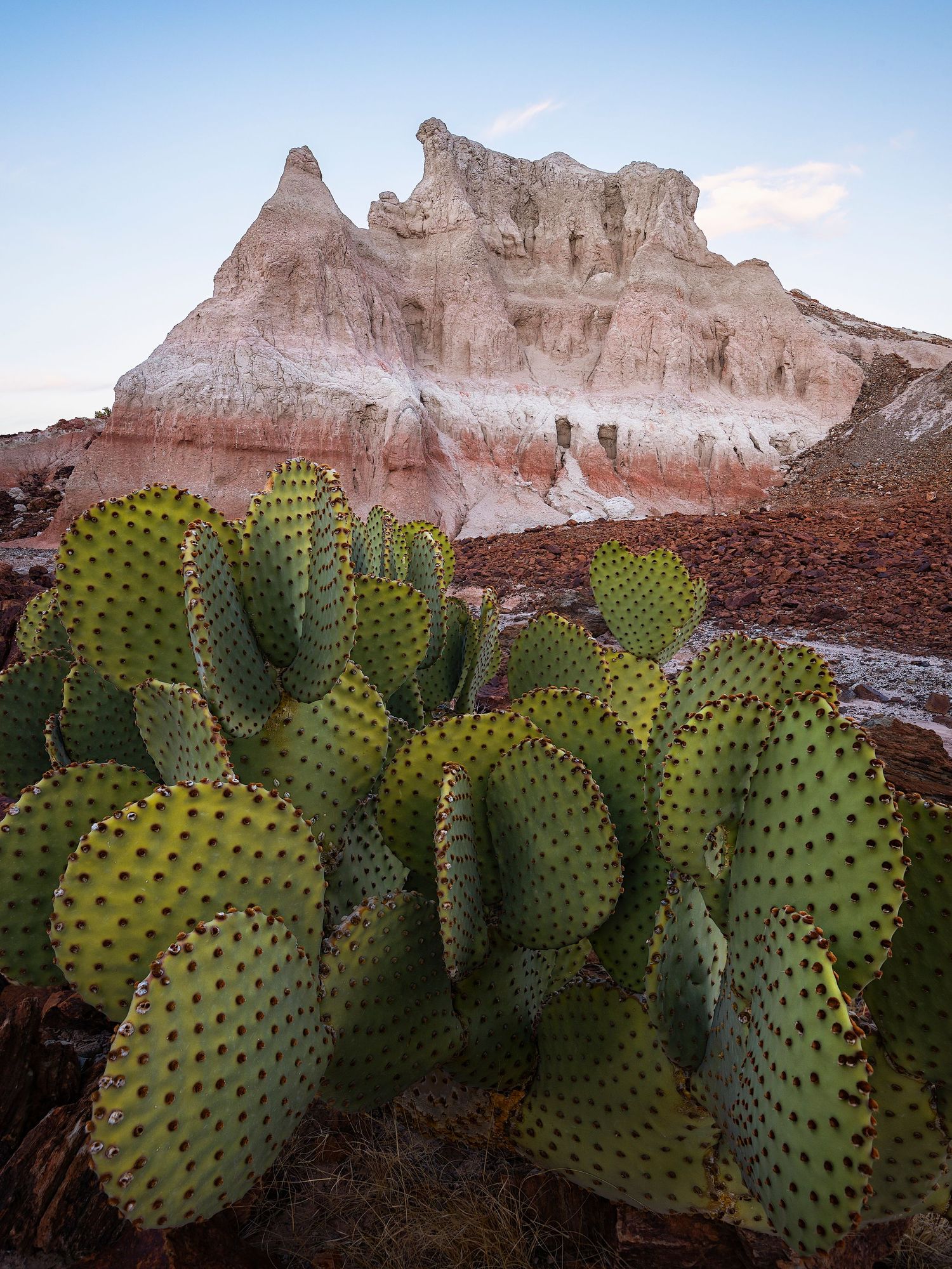 Prickly pear cactus in foreground with colorful striped badlands rock formation under blue sky.