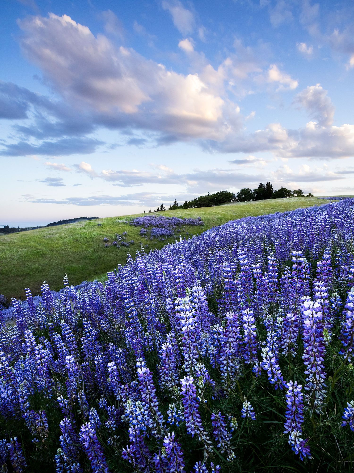 A vast field of purple lupine wildflowers blooms across rolling green hills beneath a dramatic cloudy sky at sunset.