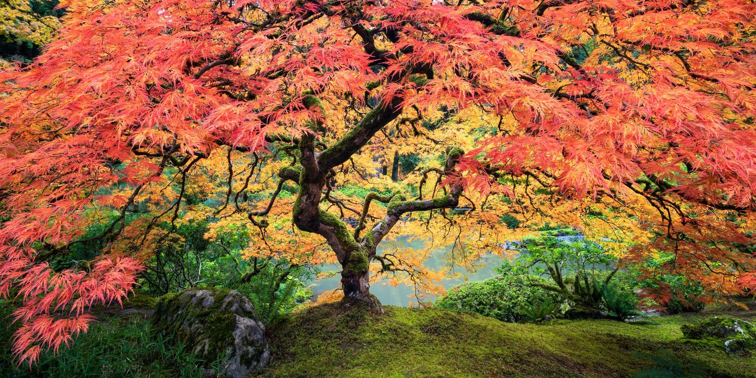 A vibrant red Japanese maple tree spreads its branches over a mossy garden ground in autumn.